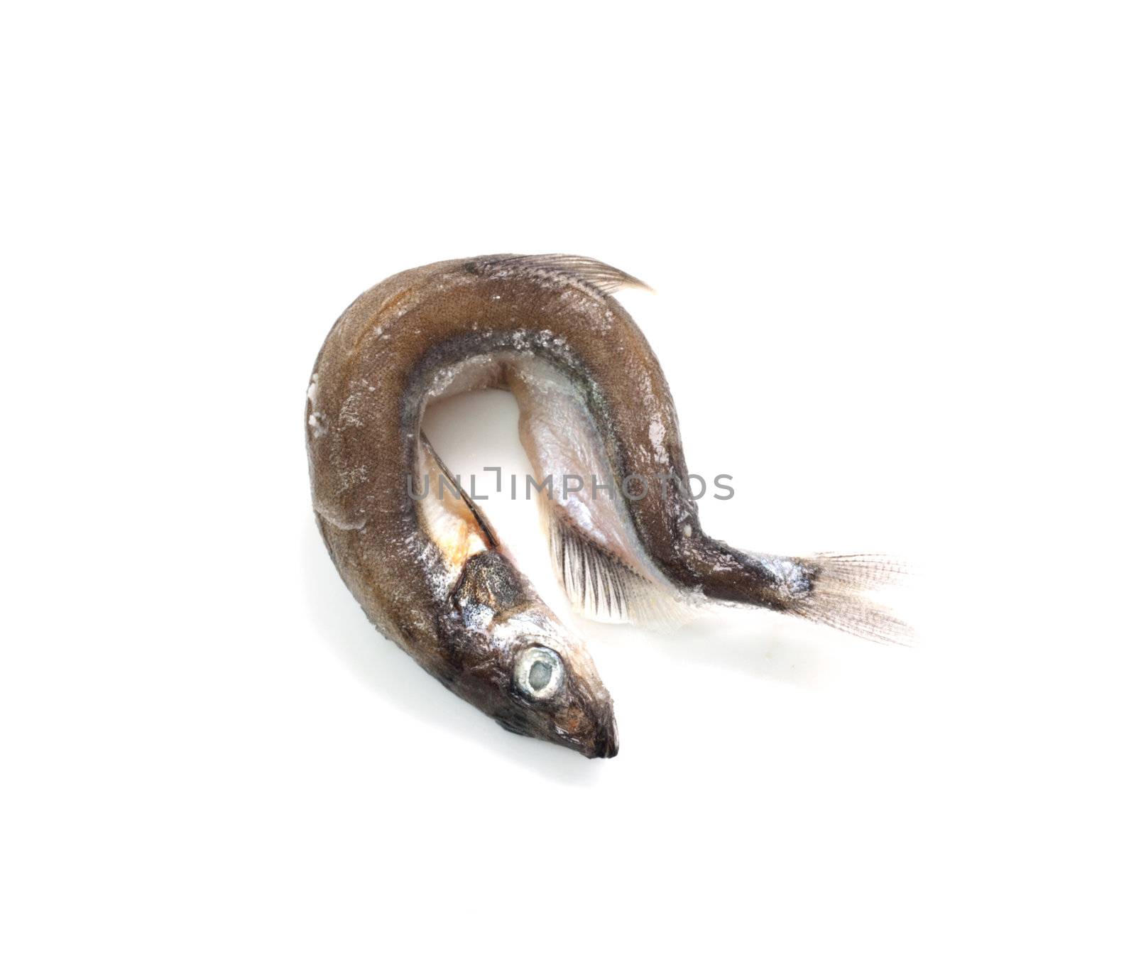 Capelin fish isolated on the white background 