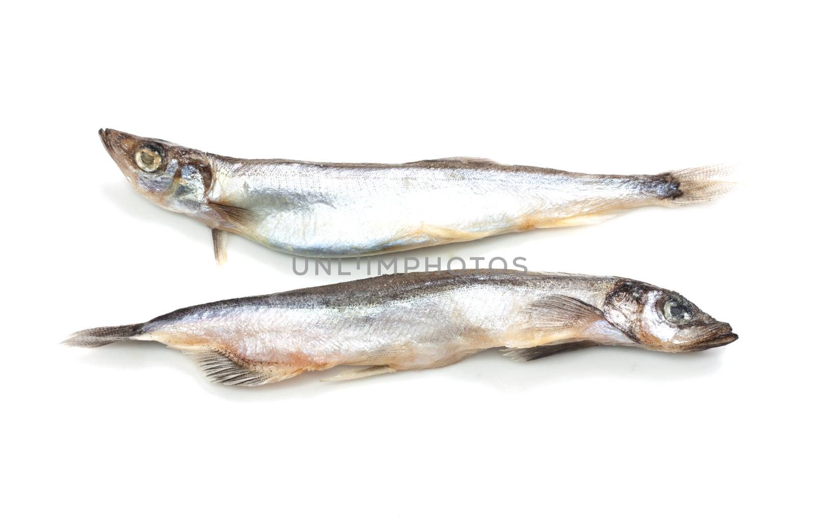two of capelin on a white background by schankz