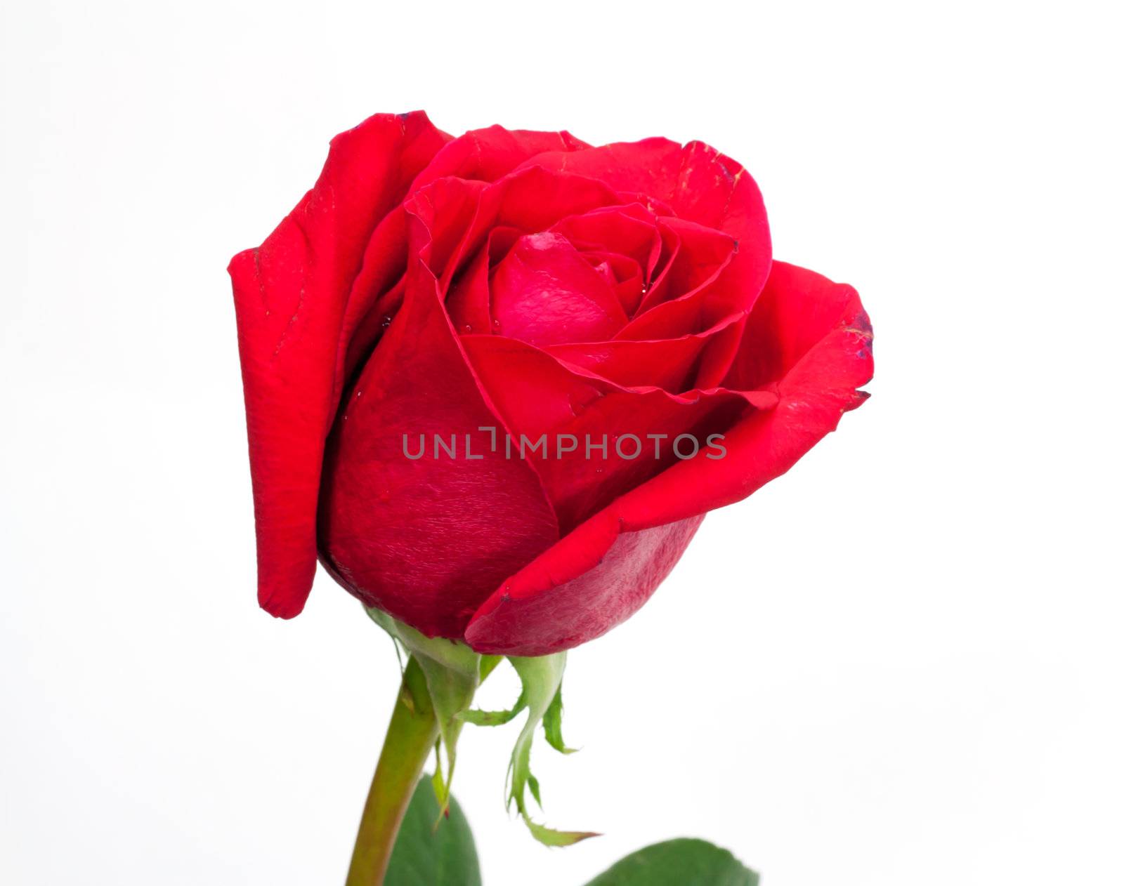 A Isolated red rose on white background  by schankz
