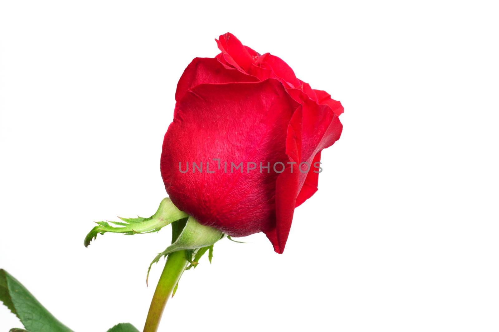 Red rose on white background  by schankz