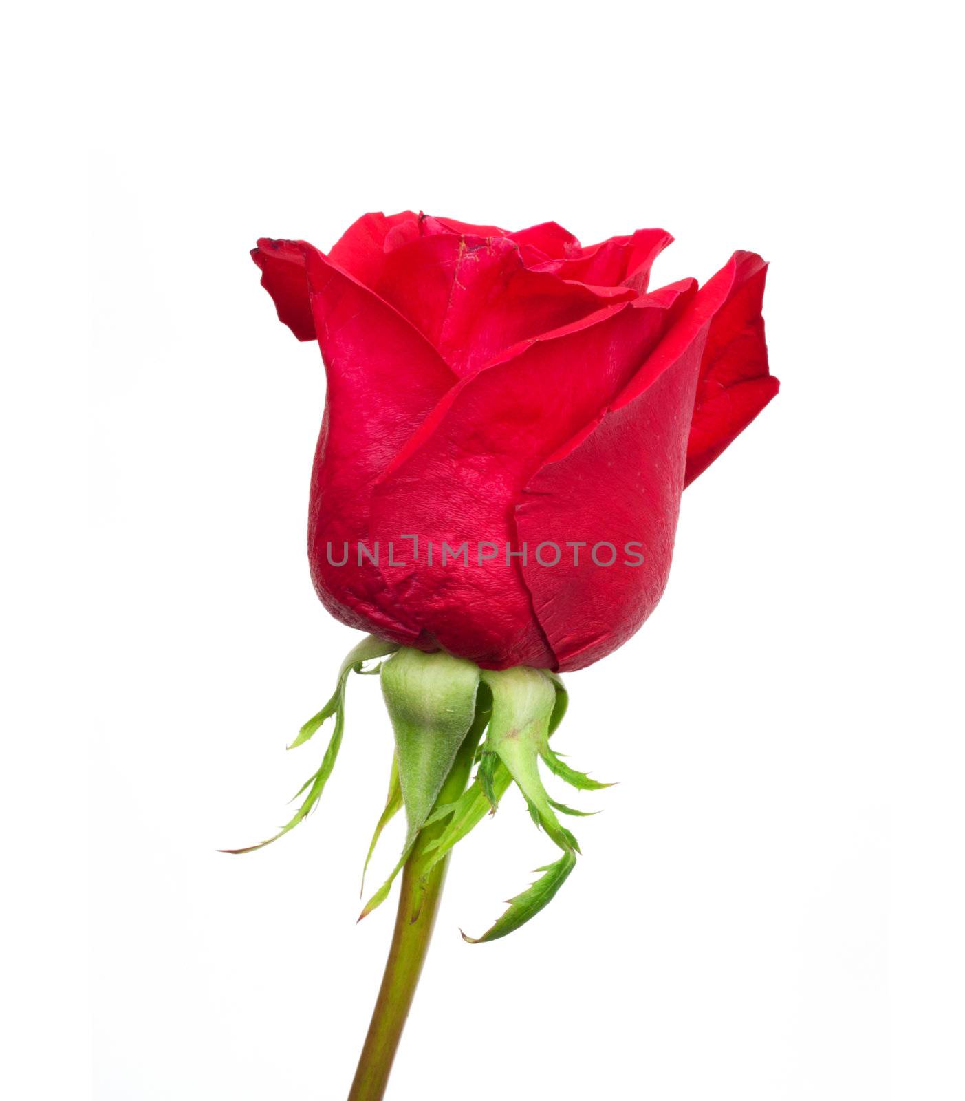 Red rose on white background 