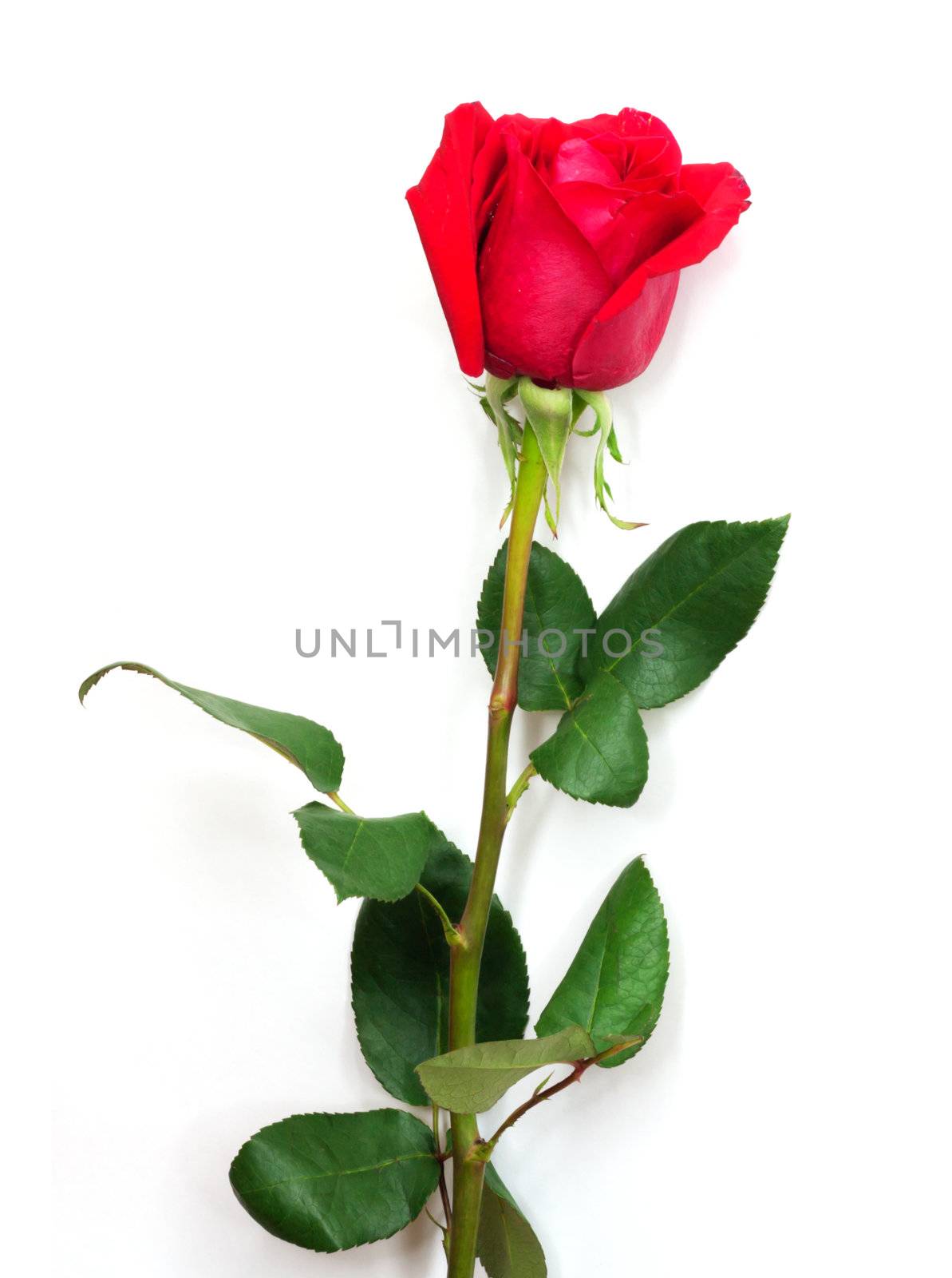 A Isolated red rose on white background  by schankz