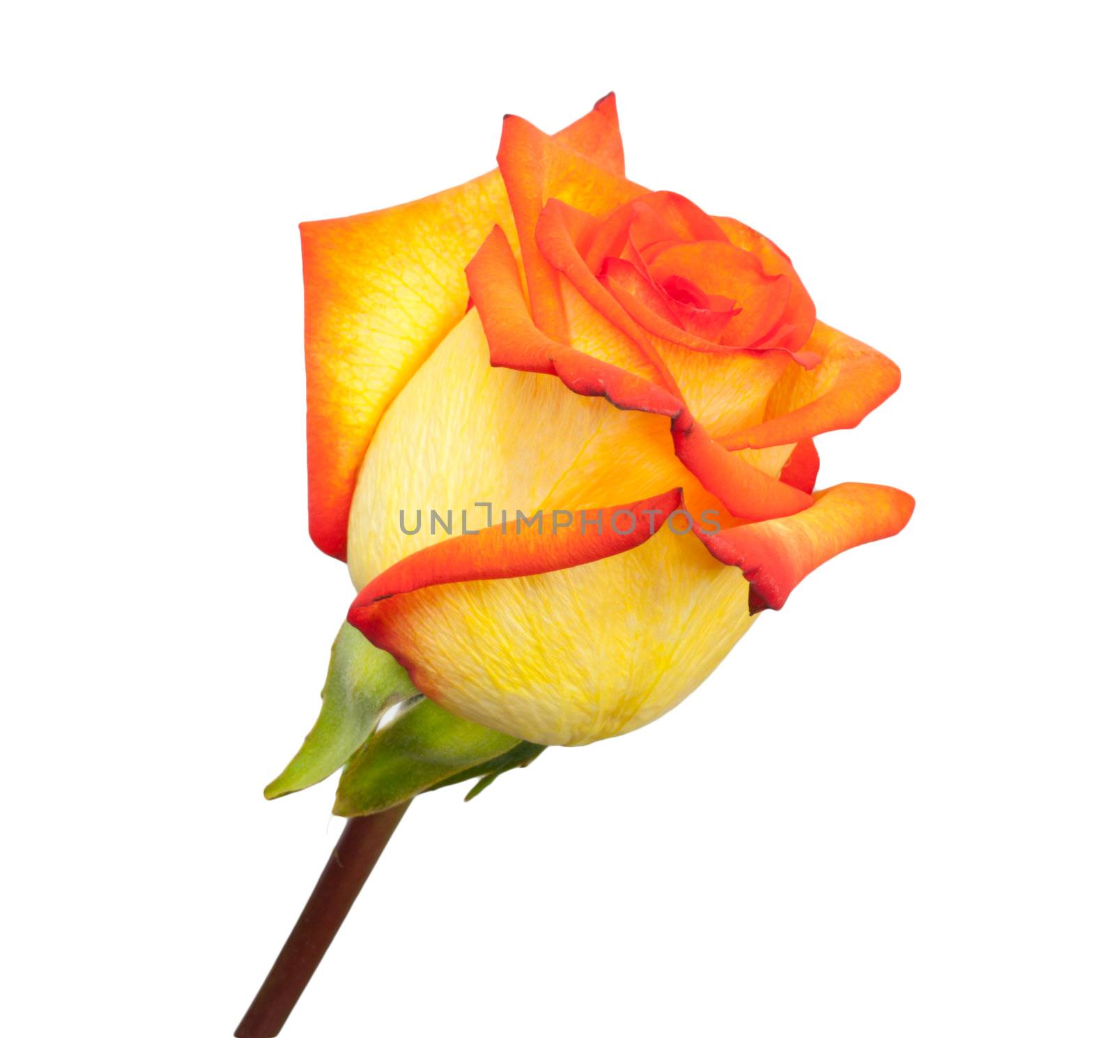 Fresh orange roses on a white background 