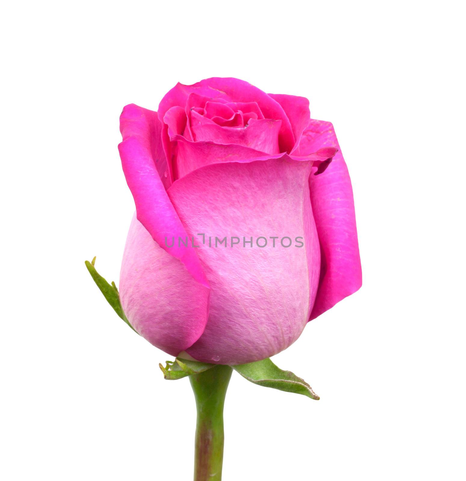 Pink rose on a white background  by schankz