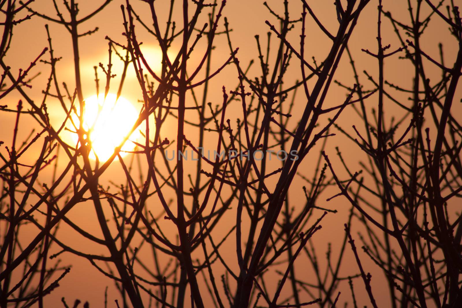 Silhouette of a willow tree with the sun behind the tree 