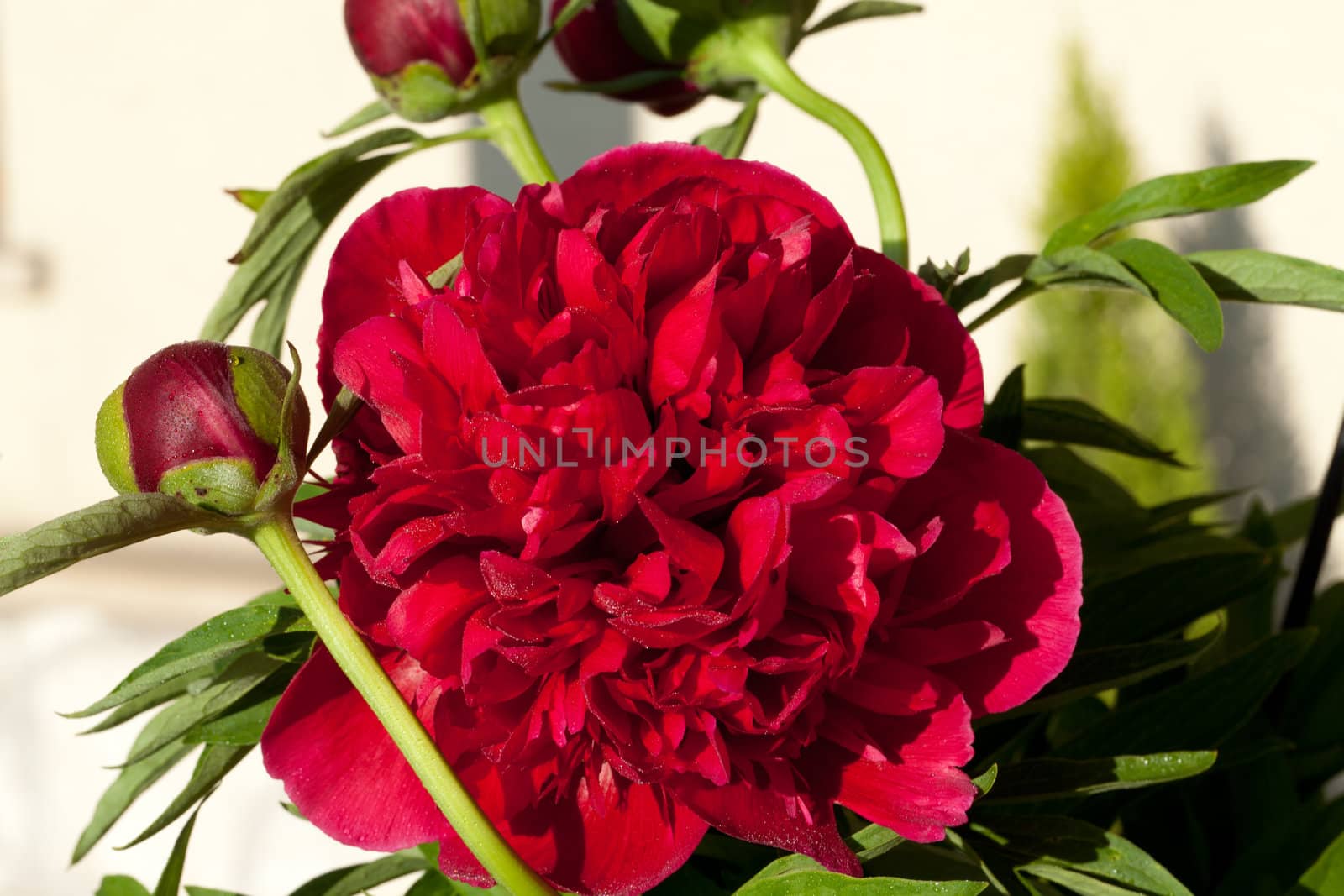 bud of peony flower