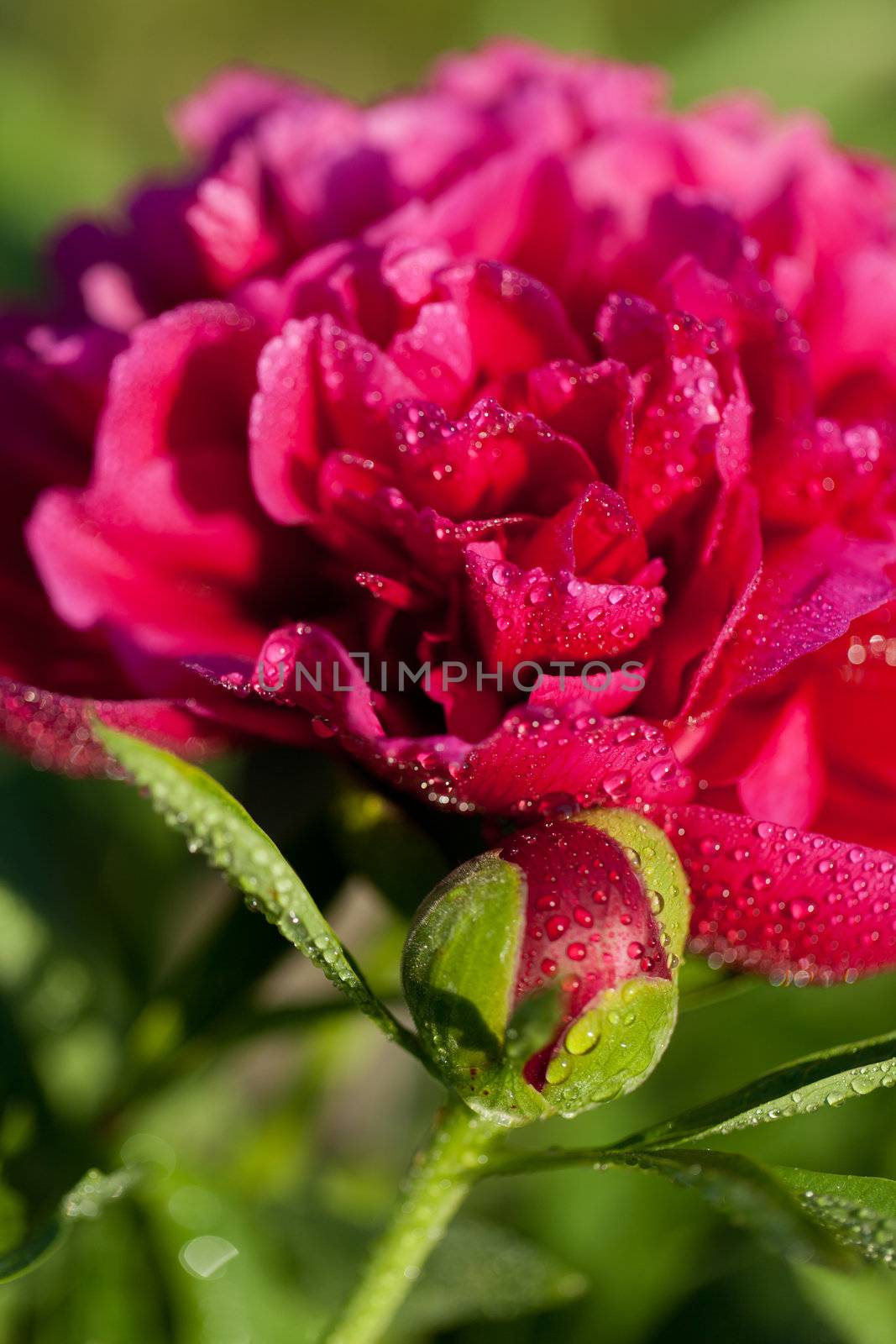 bud of peony flower after rain