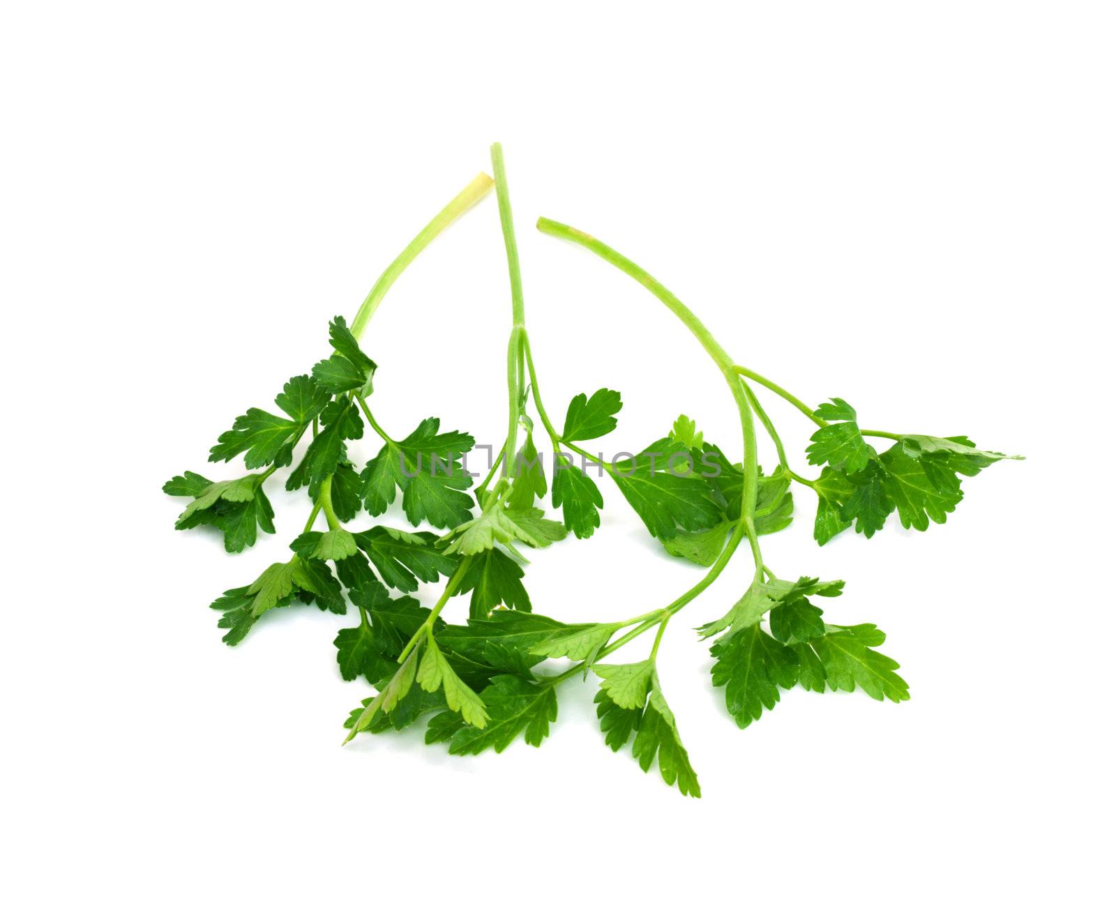 Fresh parsley isolated on white 