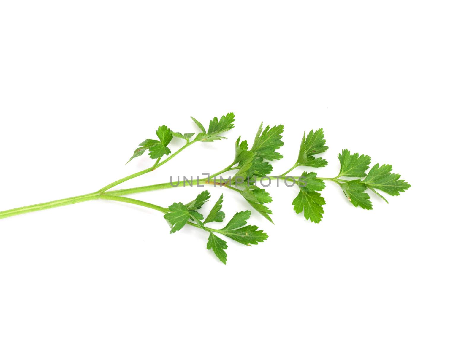 Fresh parsley isolated on white  by schankz