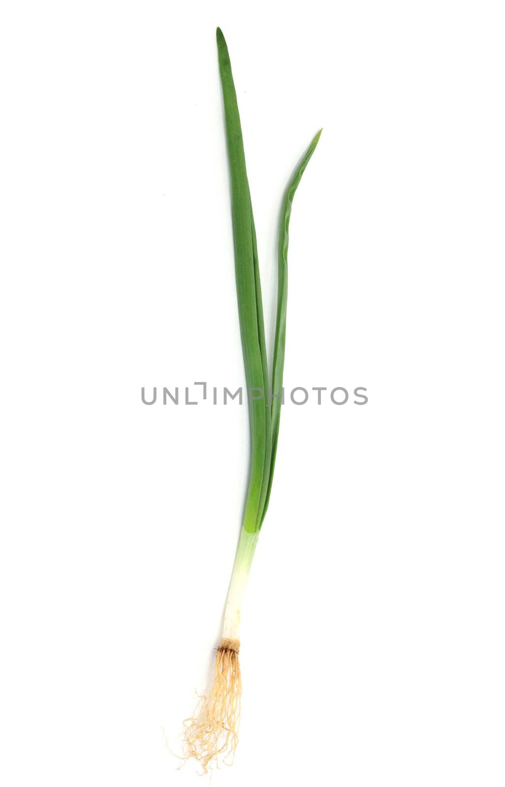 Spring onion isolated on white background.Green onion 