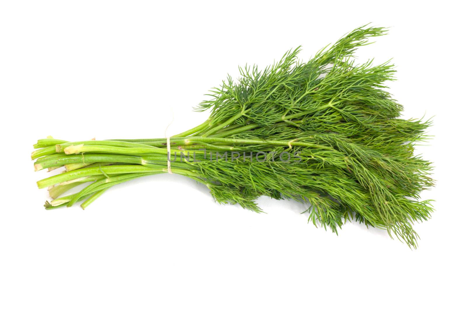 Bunch of ripe green dill isolated on white 