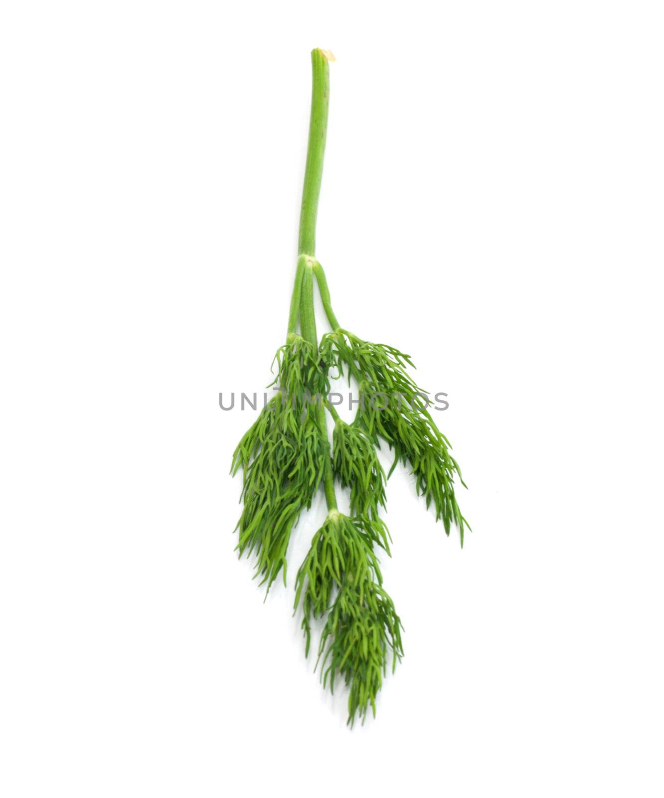 green dill isolated on white  by schankz