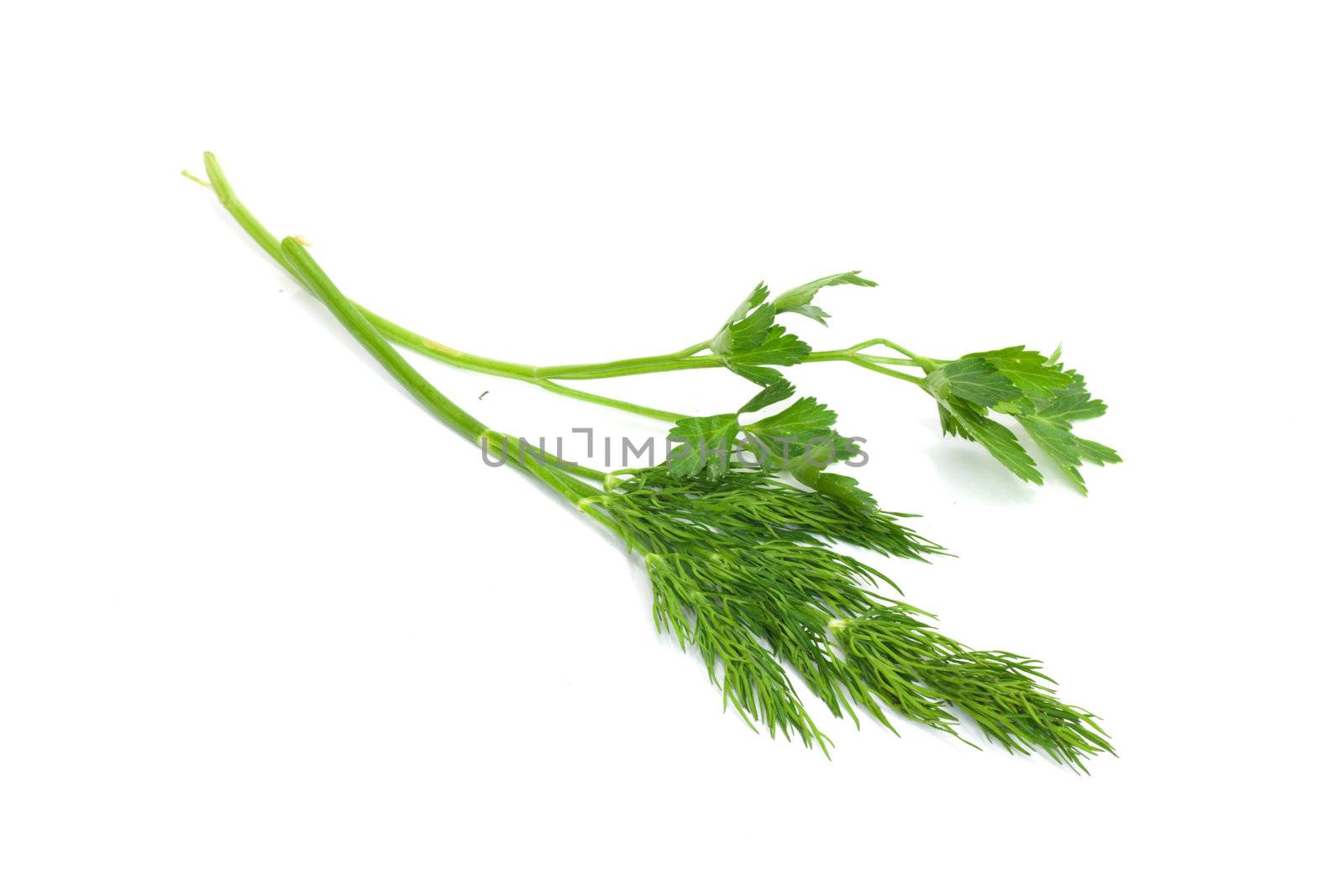 Bunch of fresh green fennel and parsley 