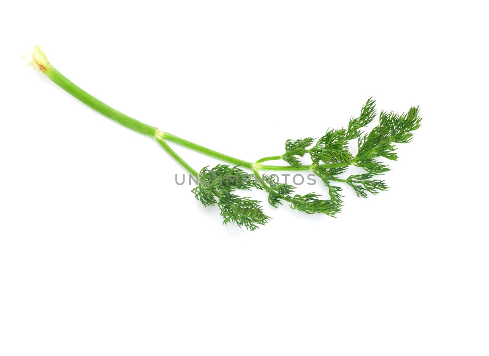 Fresh green dill isolated on white  by schankz