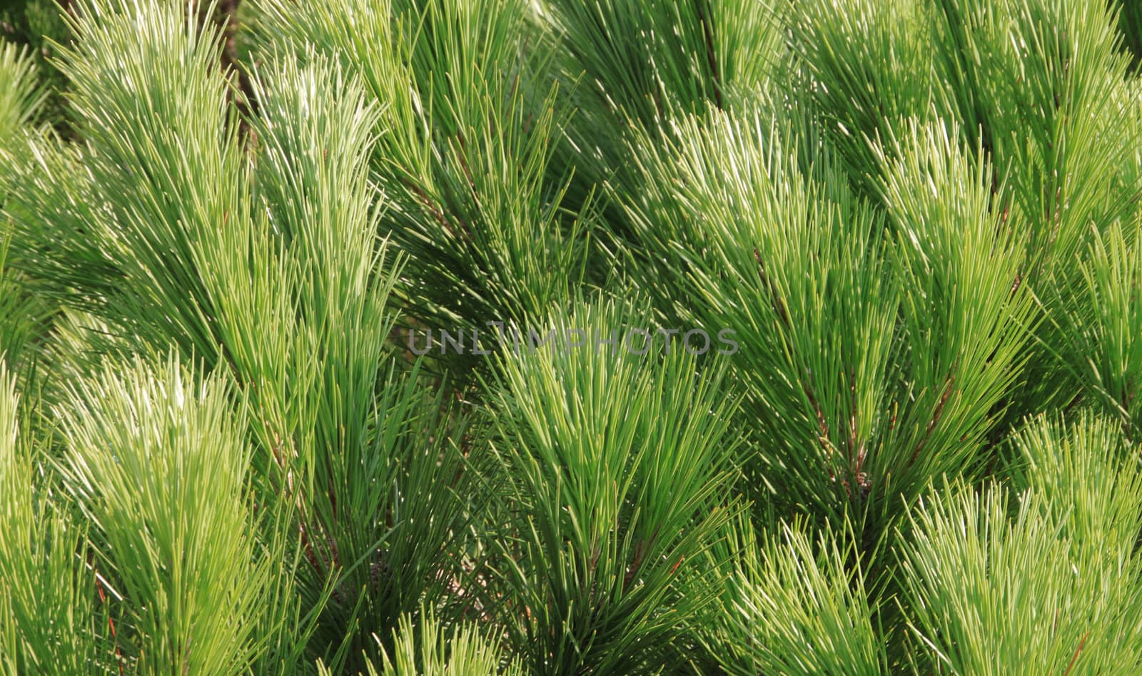 Evergreen pine in ray sun