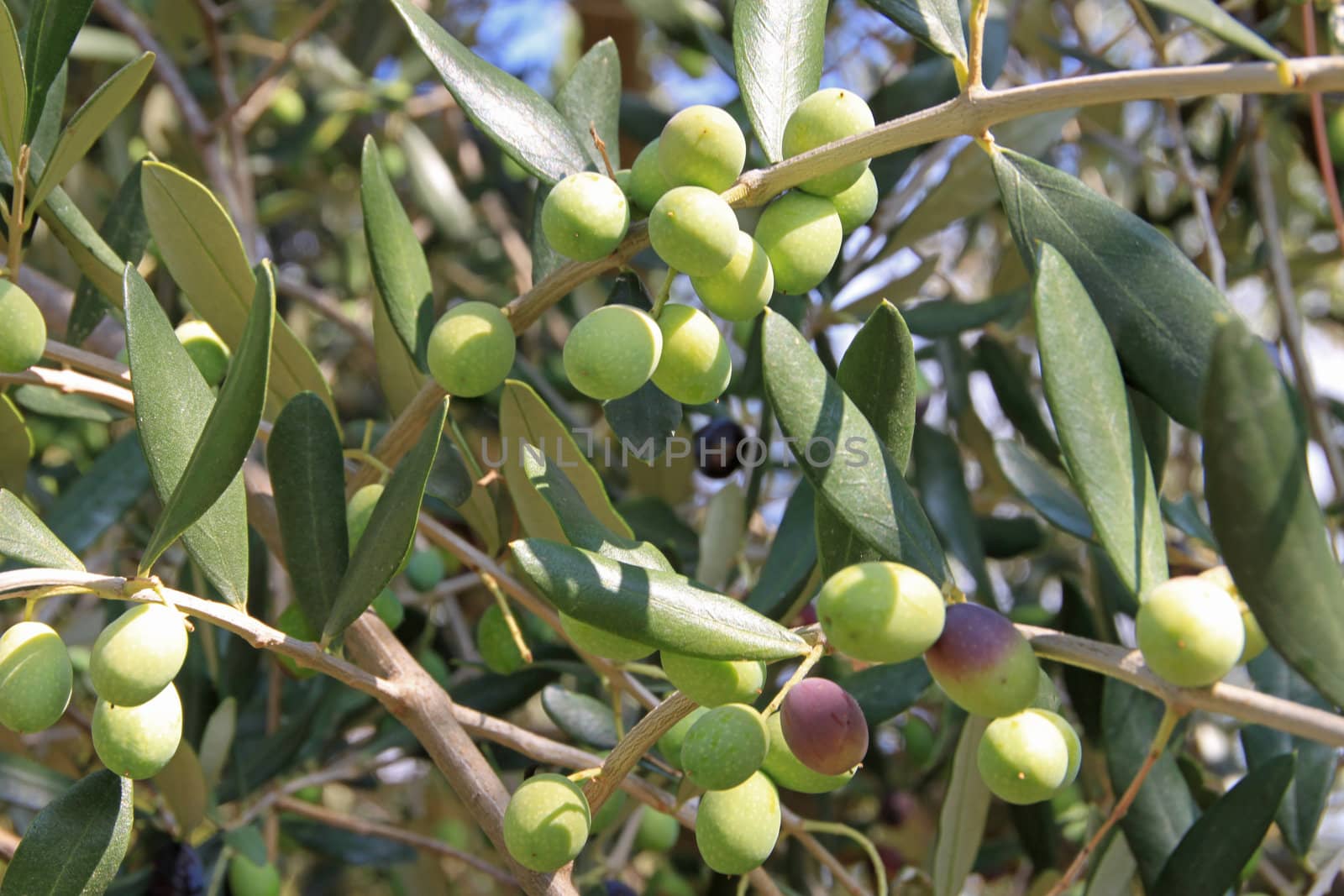 Ripe berries of the olive by autumn