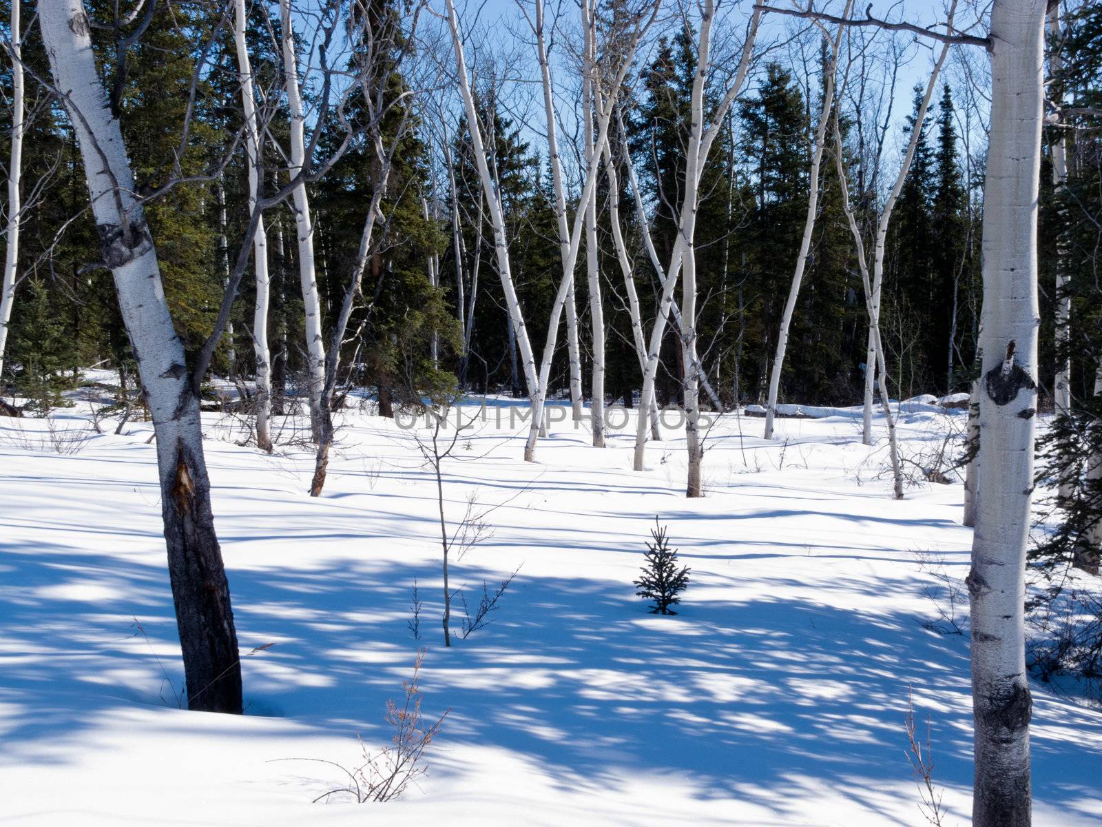 Scattered stand of aspen trees in boreal forest taiga on suny late winter day with shadows on snow surface