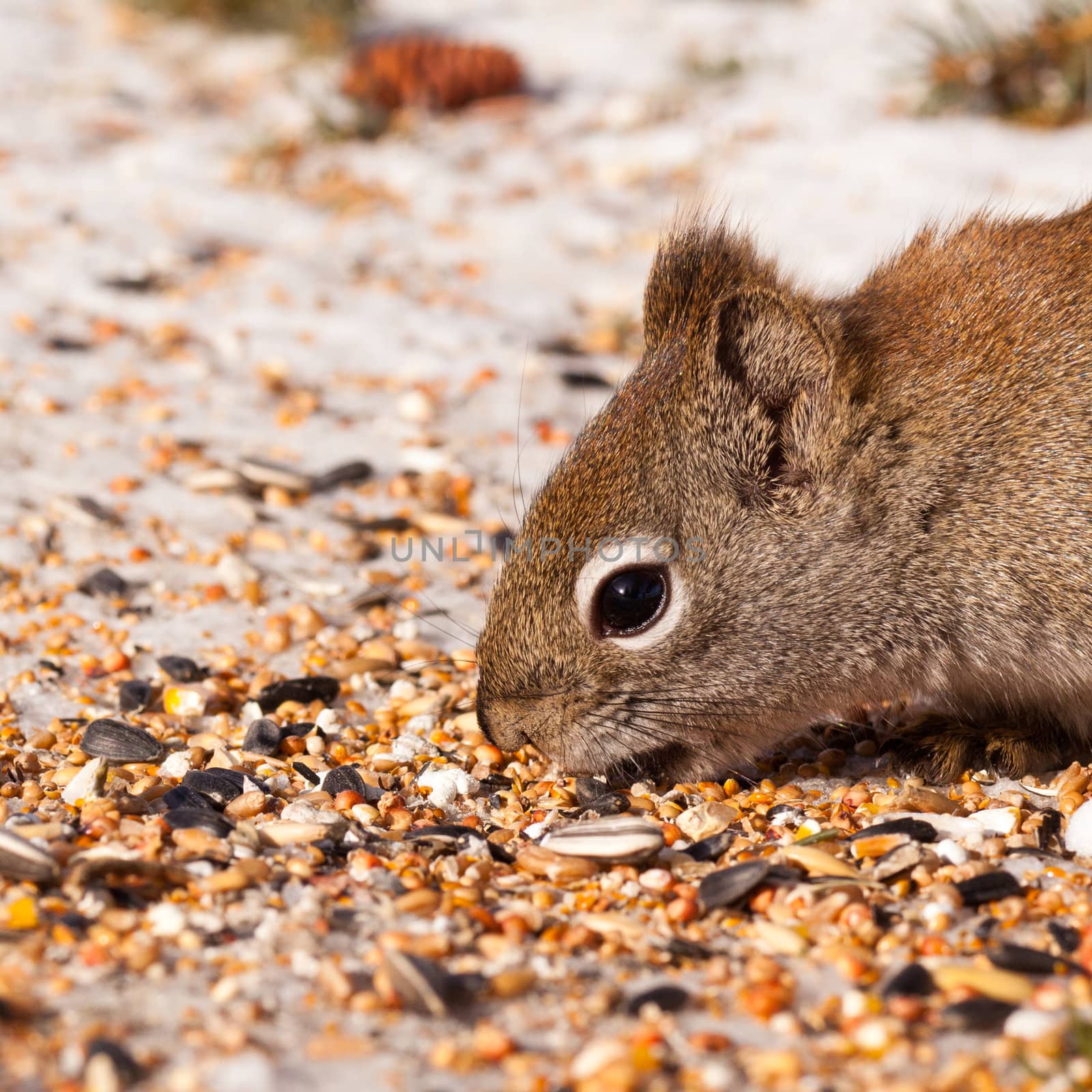 Cheeky American Red Squirrel  Tamiasciurus hudsonicus  stealing bird food sunflower seeds