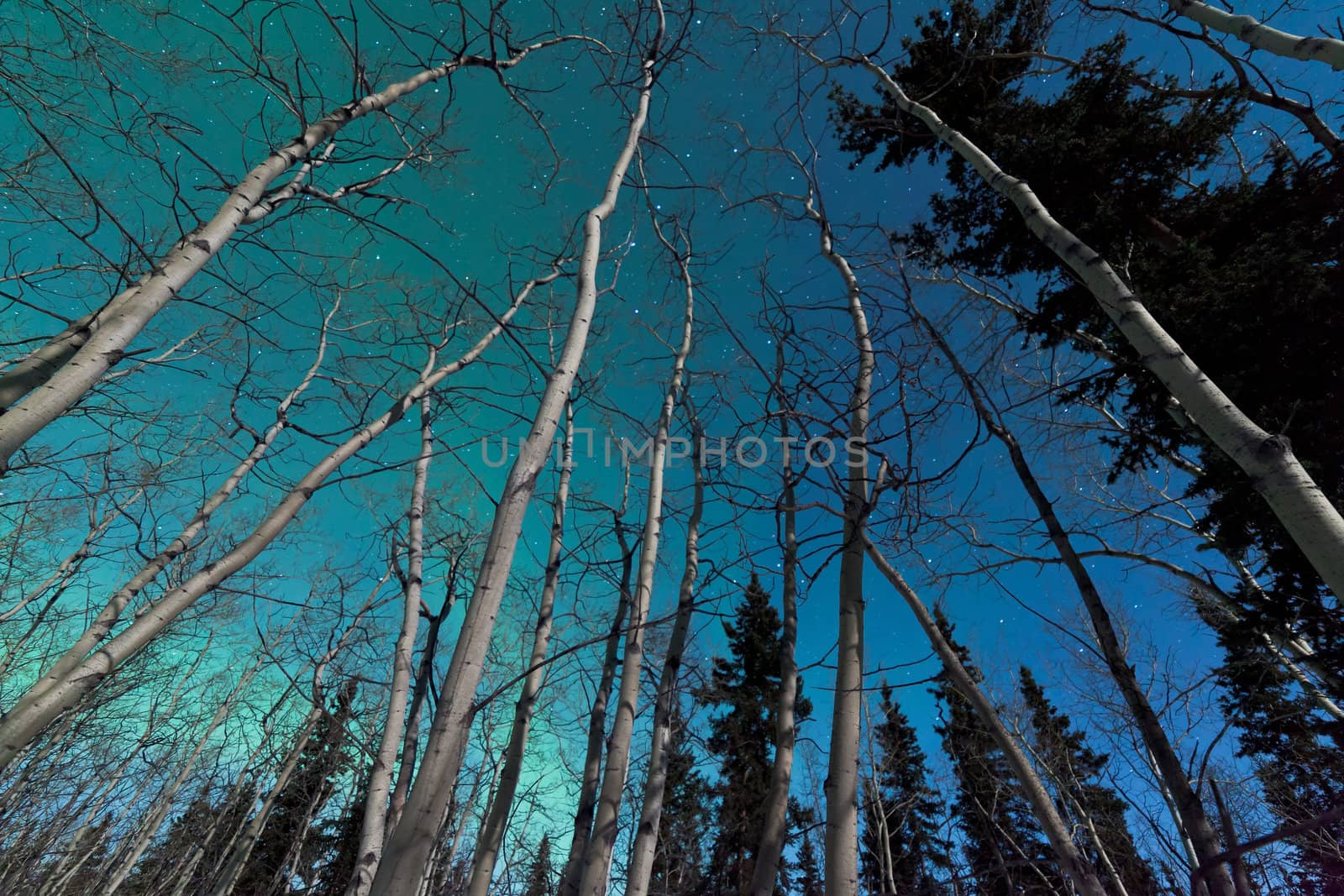 Green swirls of Northern Lights or Aurora borealis or polar lights in moon-lit night sky over spruce and aspen trees of taiga boreal forest