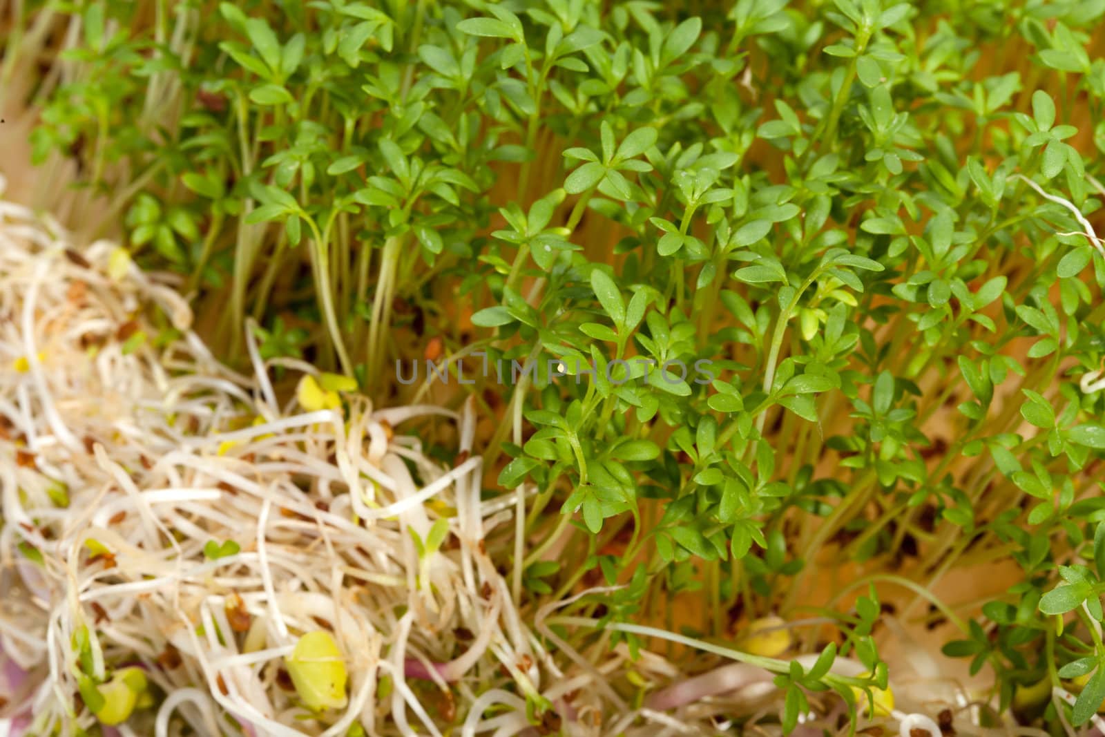 Fresh alfalfa sprouts and cress on white background 