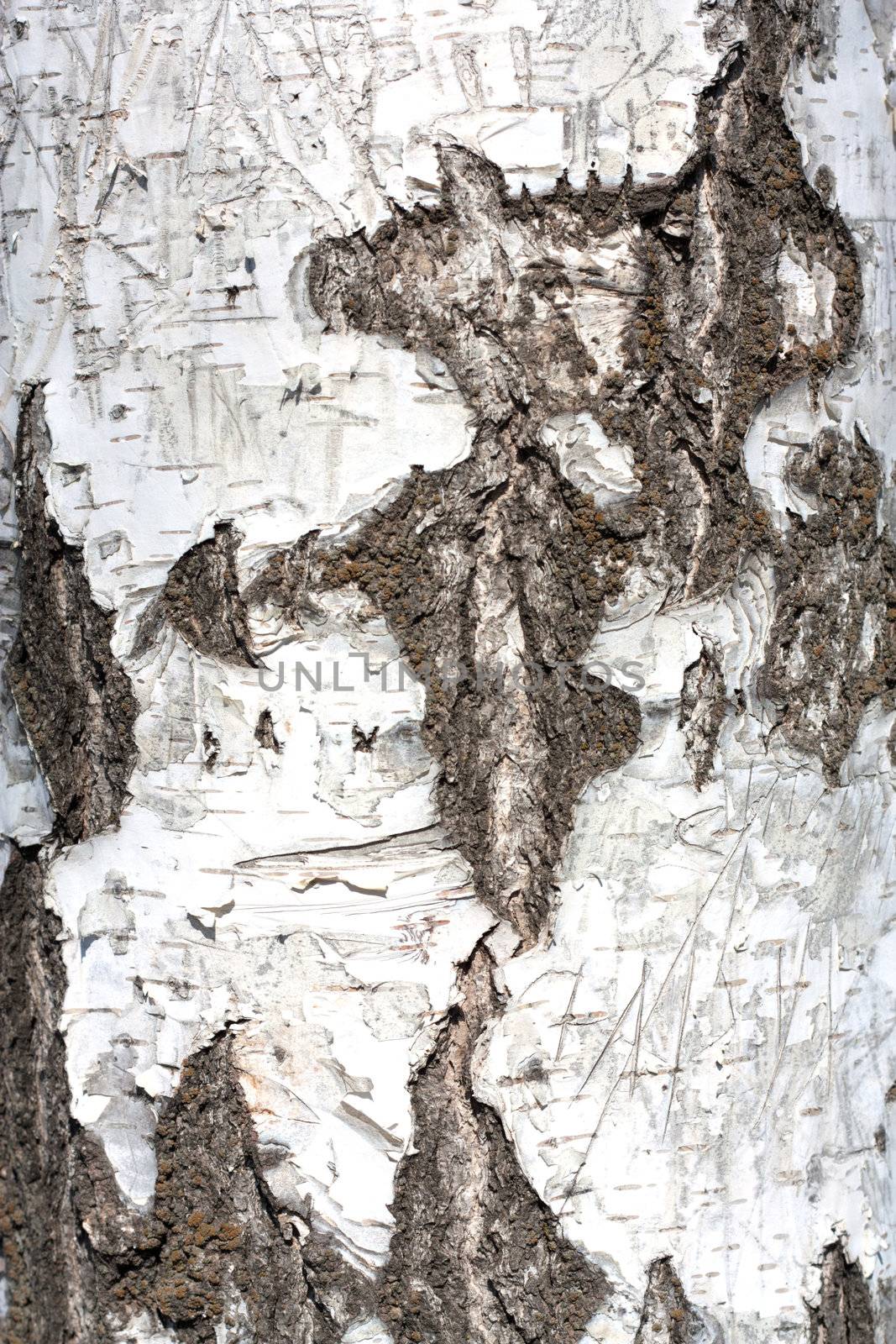 birch bark in the background