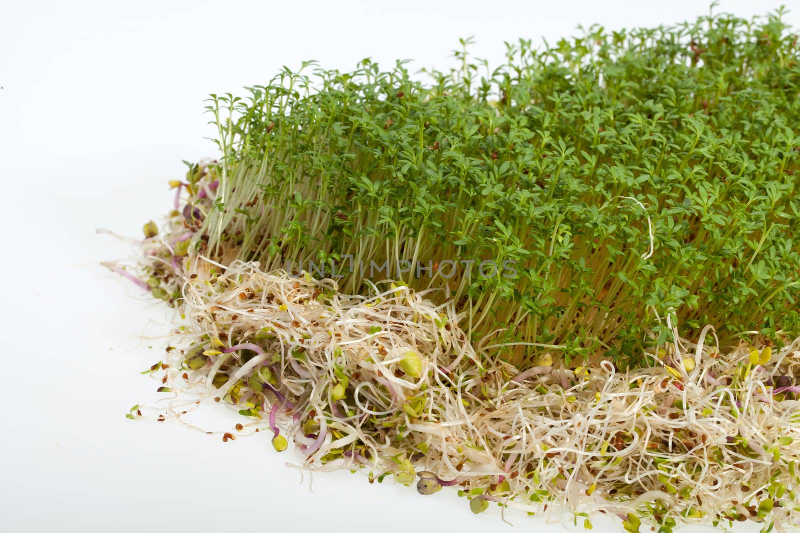 Fresh alfalfa sprouts and cress on white background 