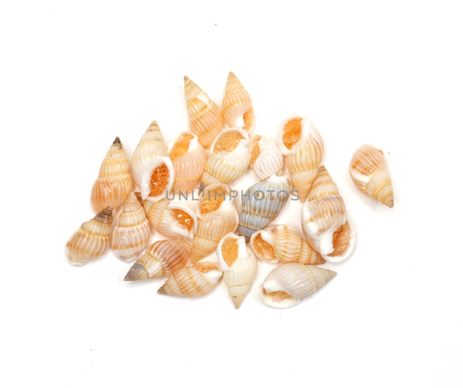 seashells on white background by schankz