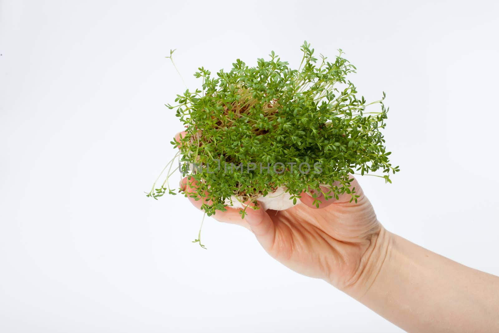 Fresh cress in the hand isolated on white background