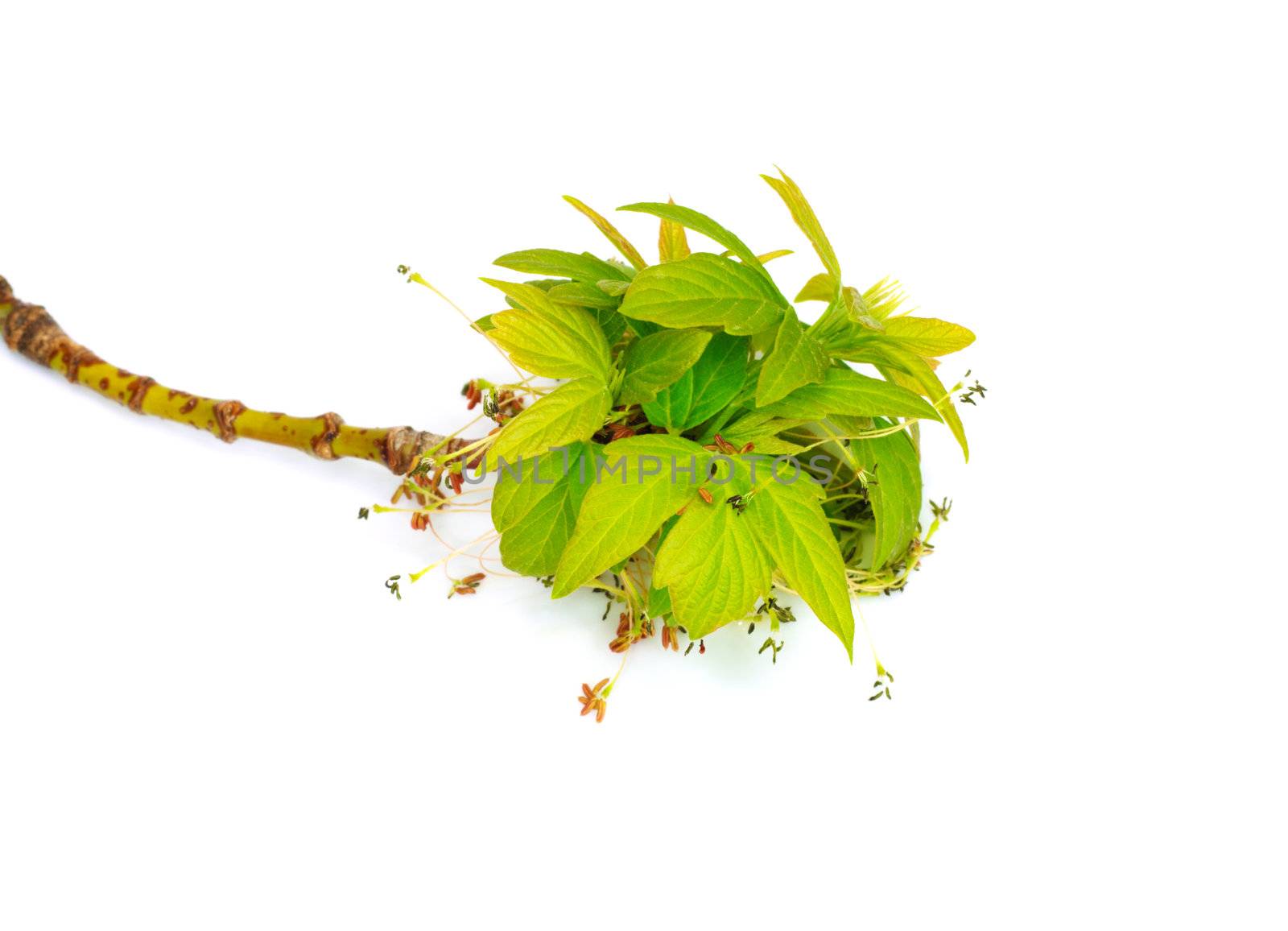 young leaves of maple on a white background