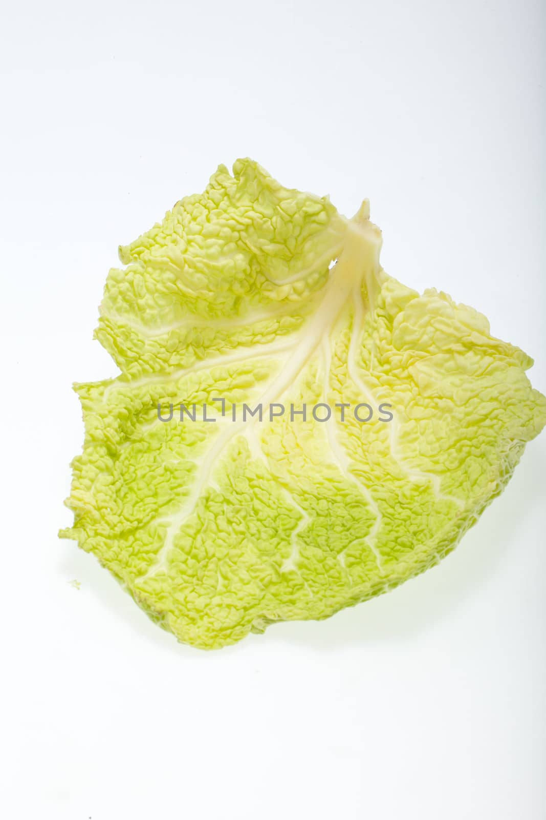 fresh savoy cabbage leaf as a texture 