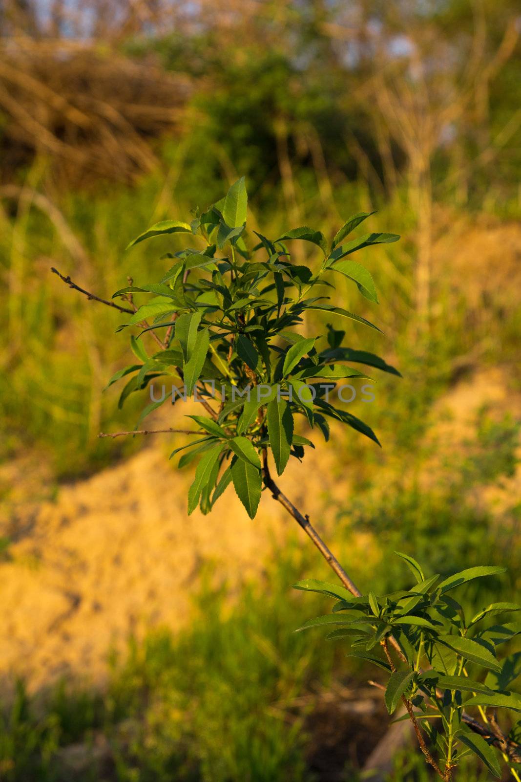 Beautiful branch from a tree in beams of the evening sun by schankz