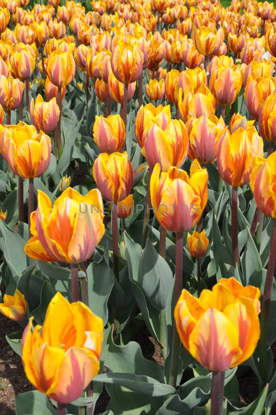 Tulip Flowers