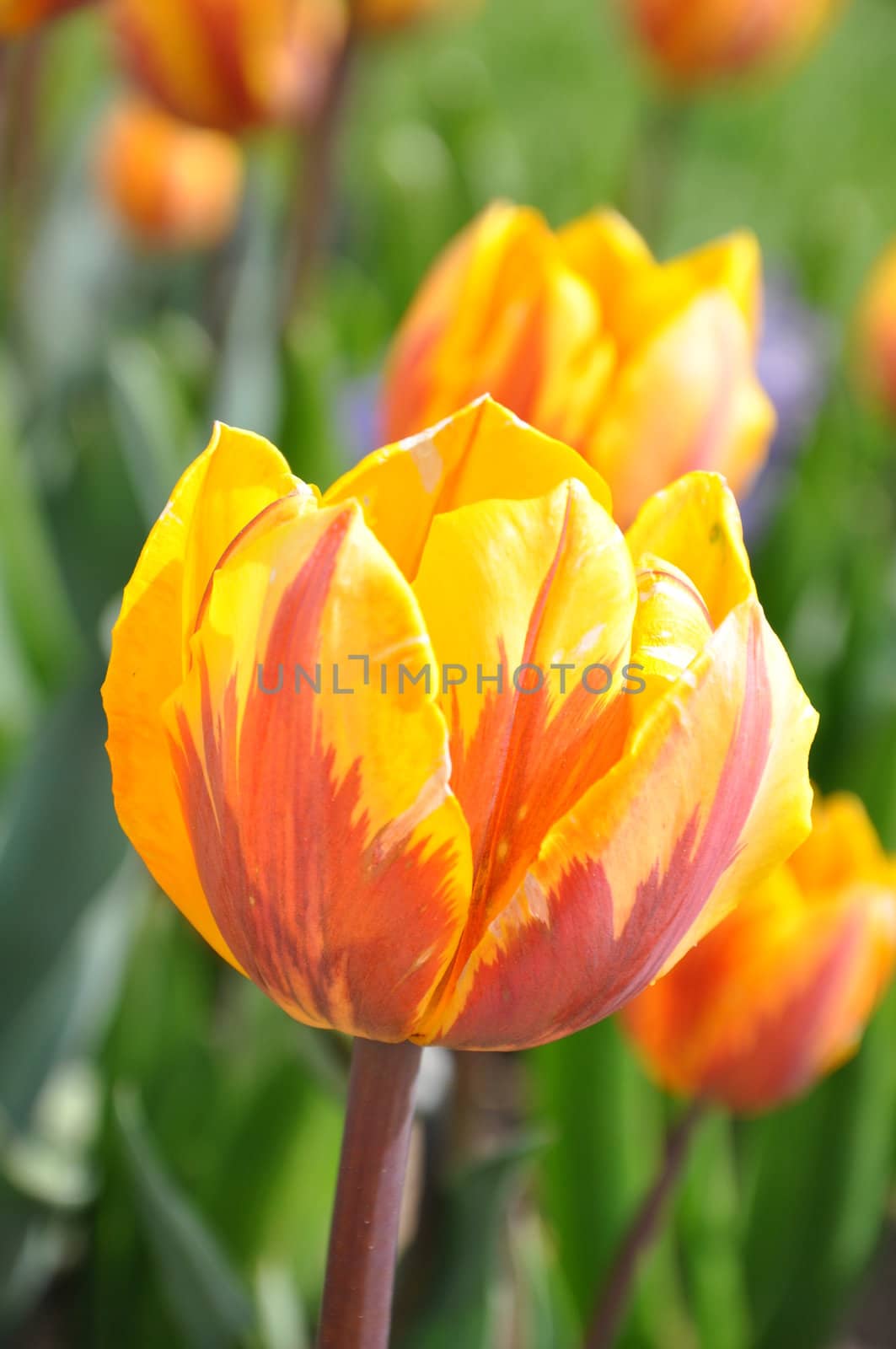 Tulip Flowers