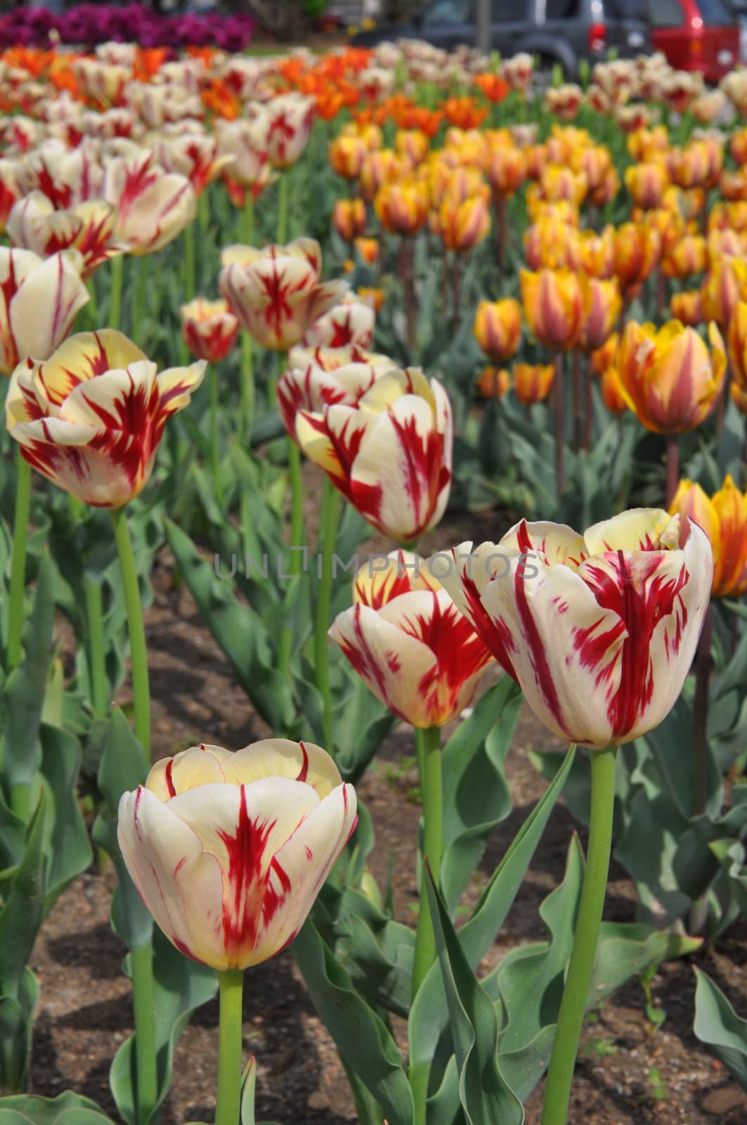 Tulip Flowers