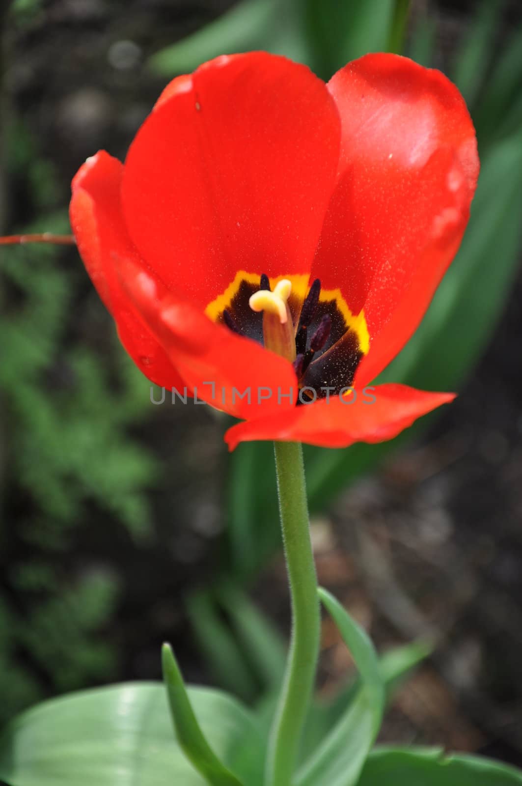 Tulip by sainaniritu