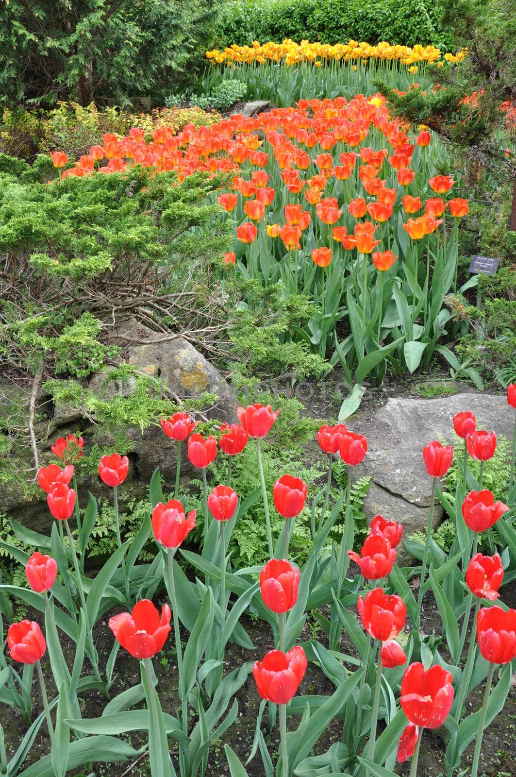 Tulip Flowers