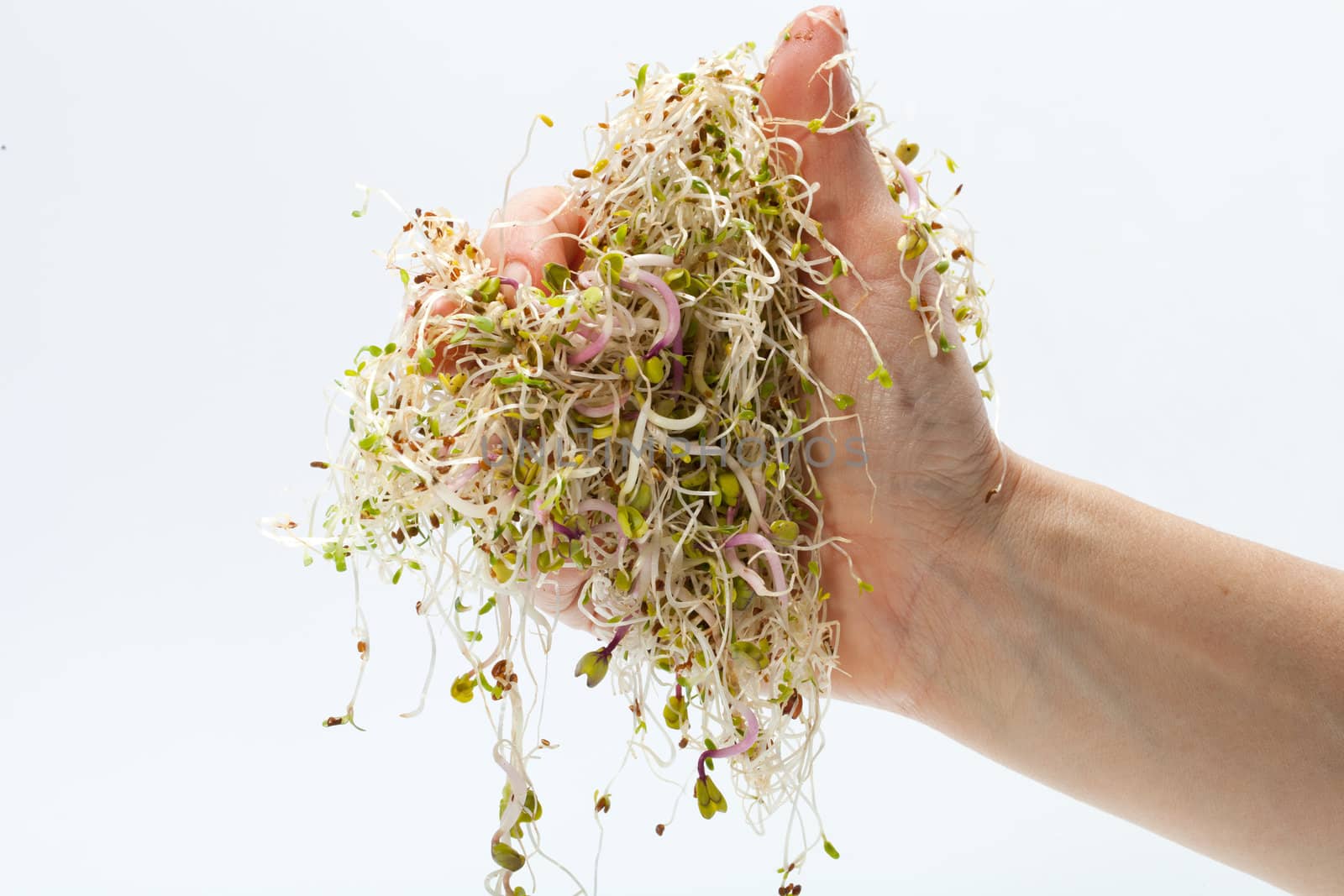 Fresh alfalfa sprouts isolated on white background 