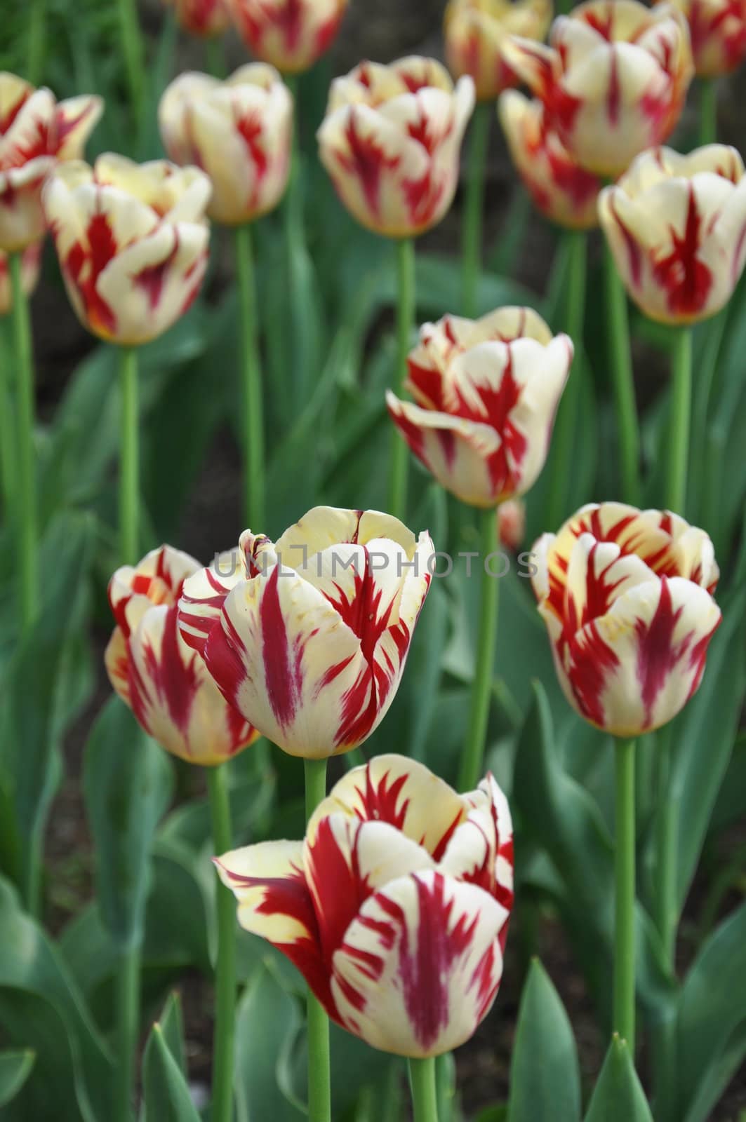 Tulip Flowers