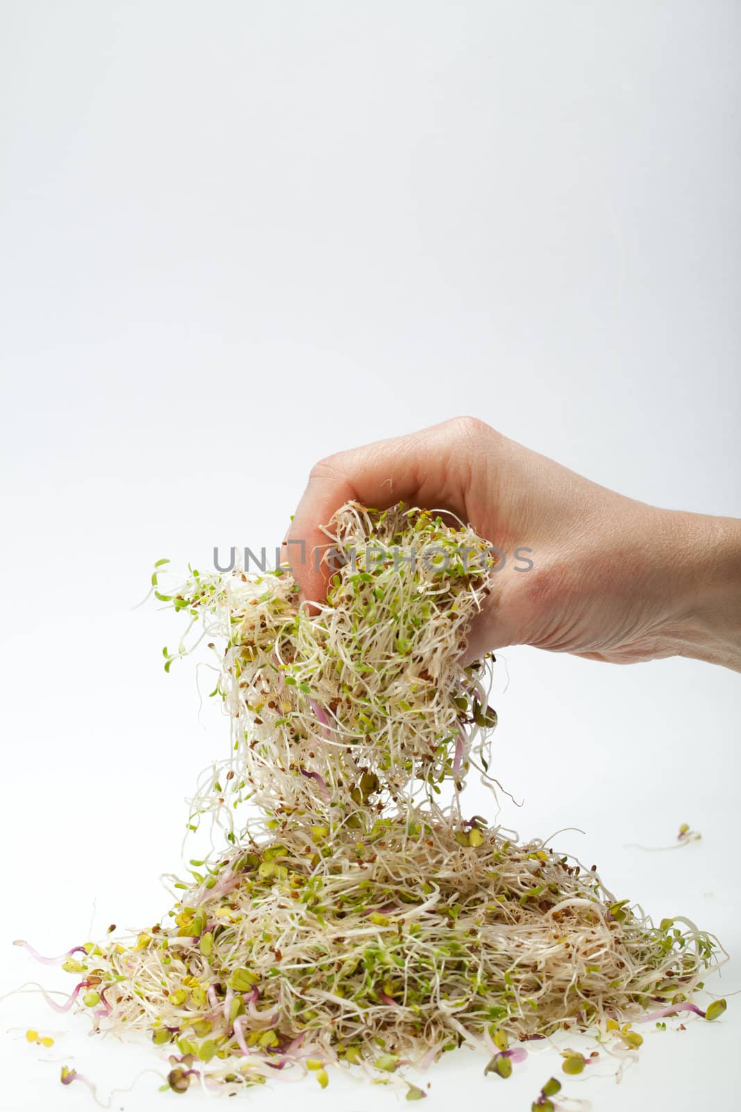 Fresh alfalfa sprouts isolated on white background 