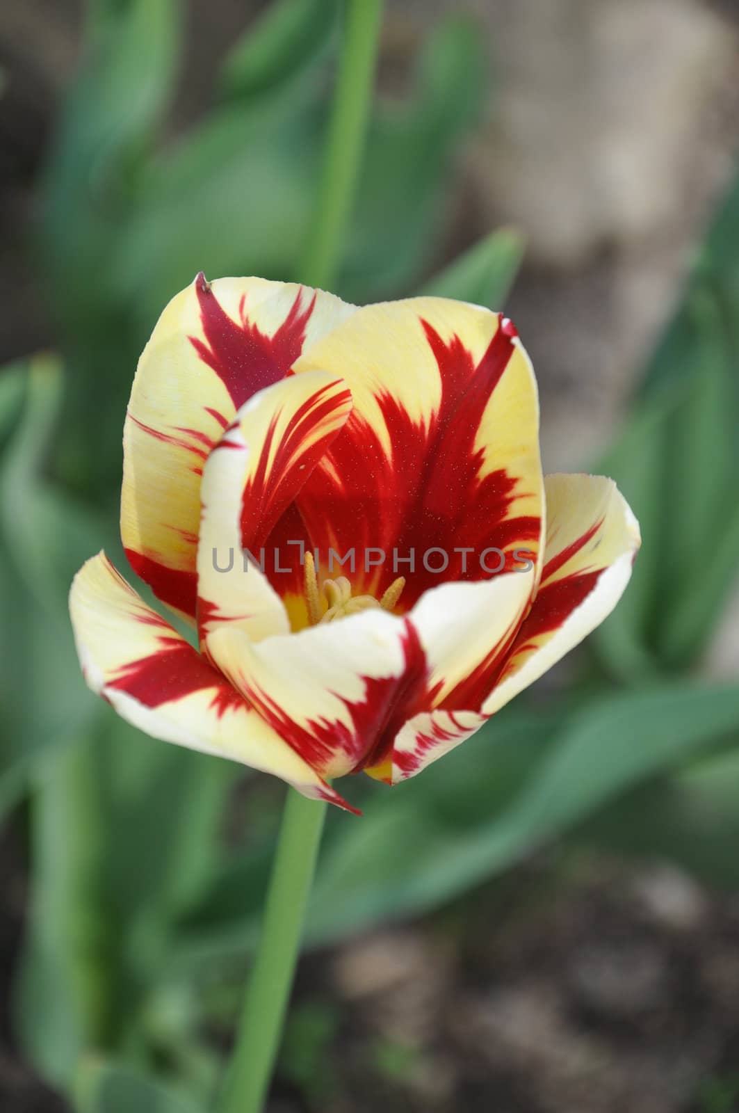 Tulip Flowers