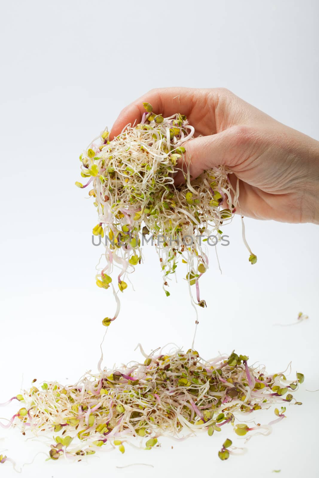 Fresh alfalfa sprouts isolated on white background 
