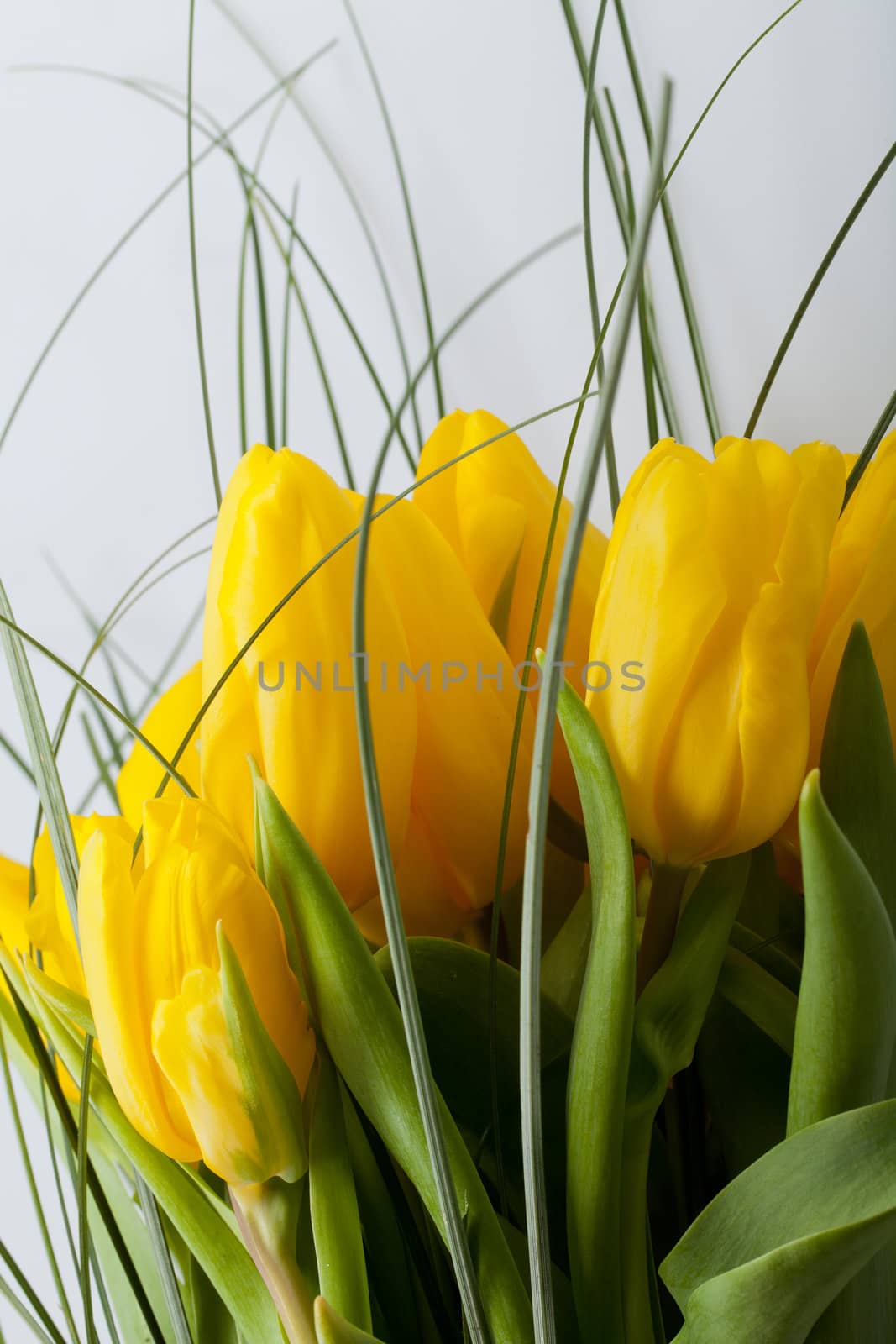 Yellow tulips isolated on white background 