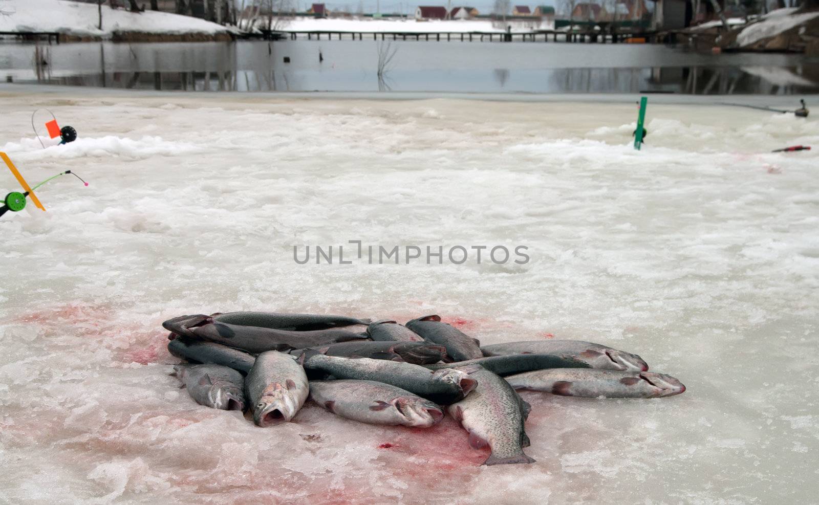 Winter fishing. by kromeshnik