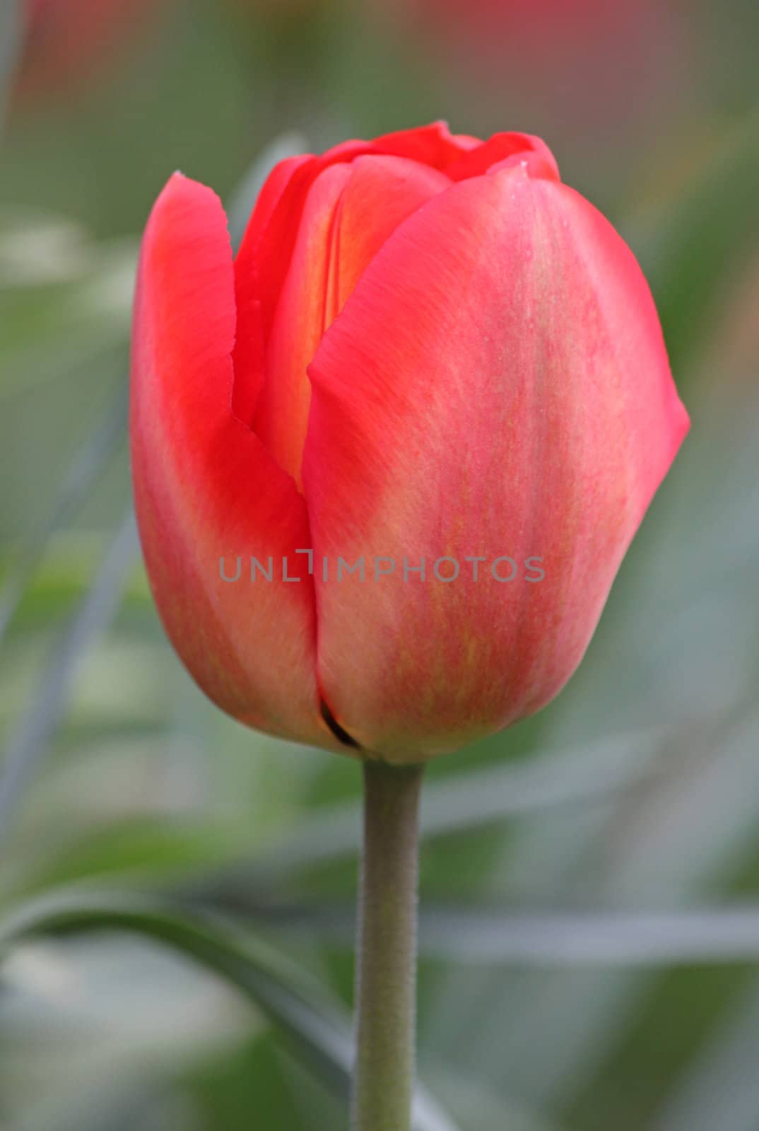 red tulip by romantiche
