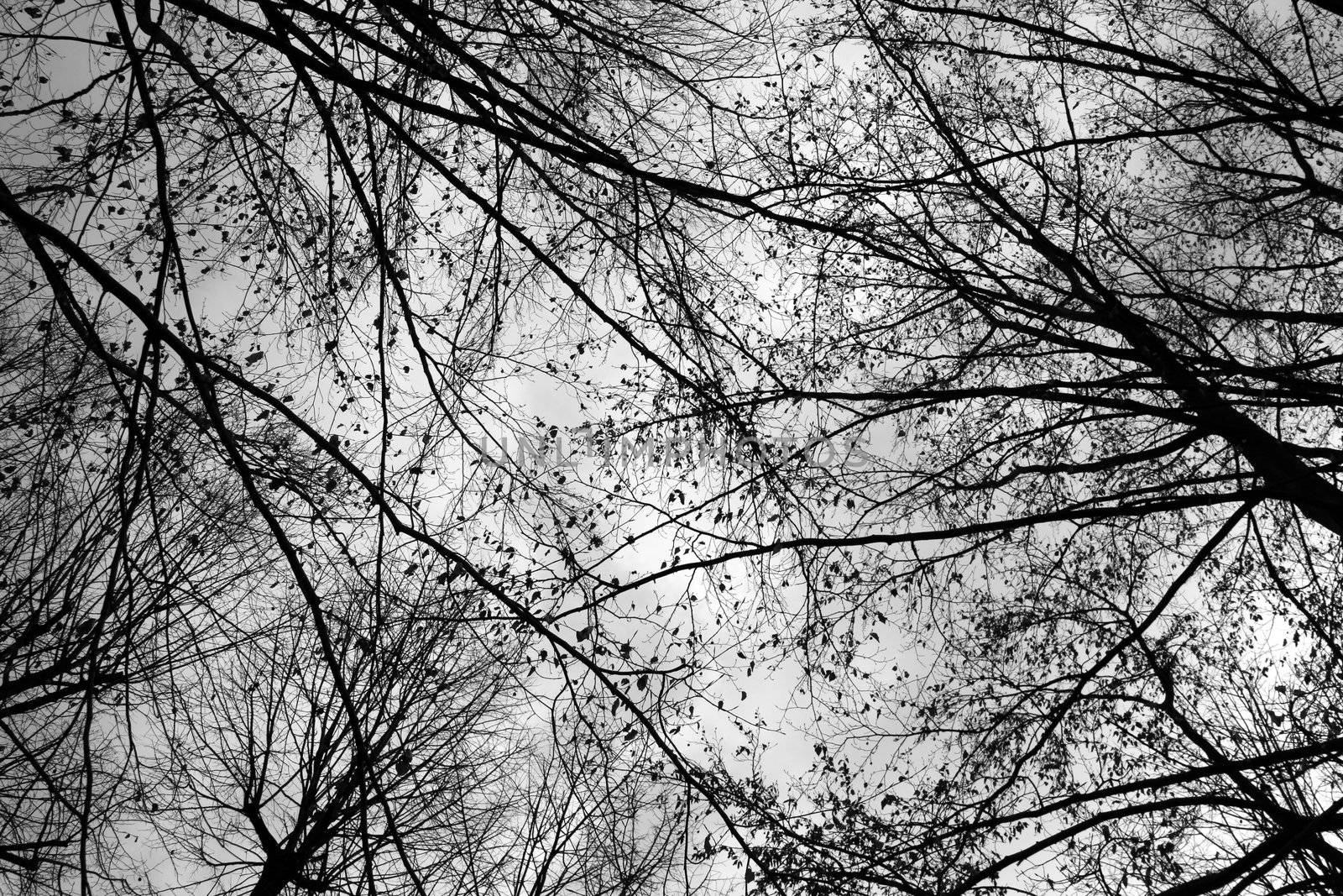 Tree branches silhouette  from below