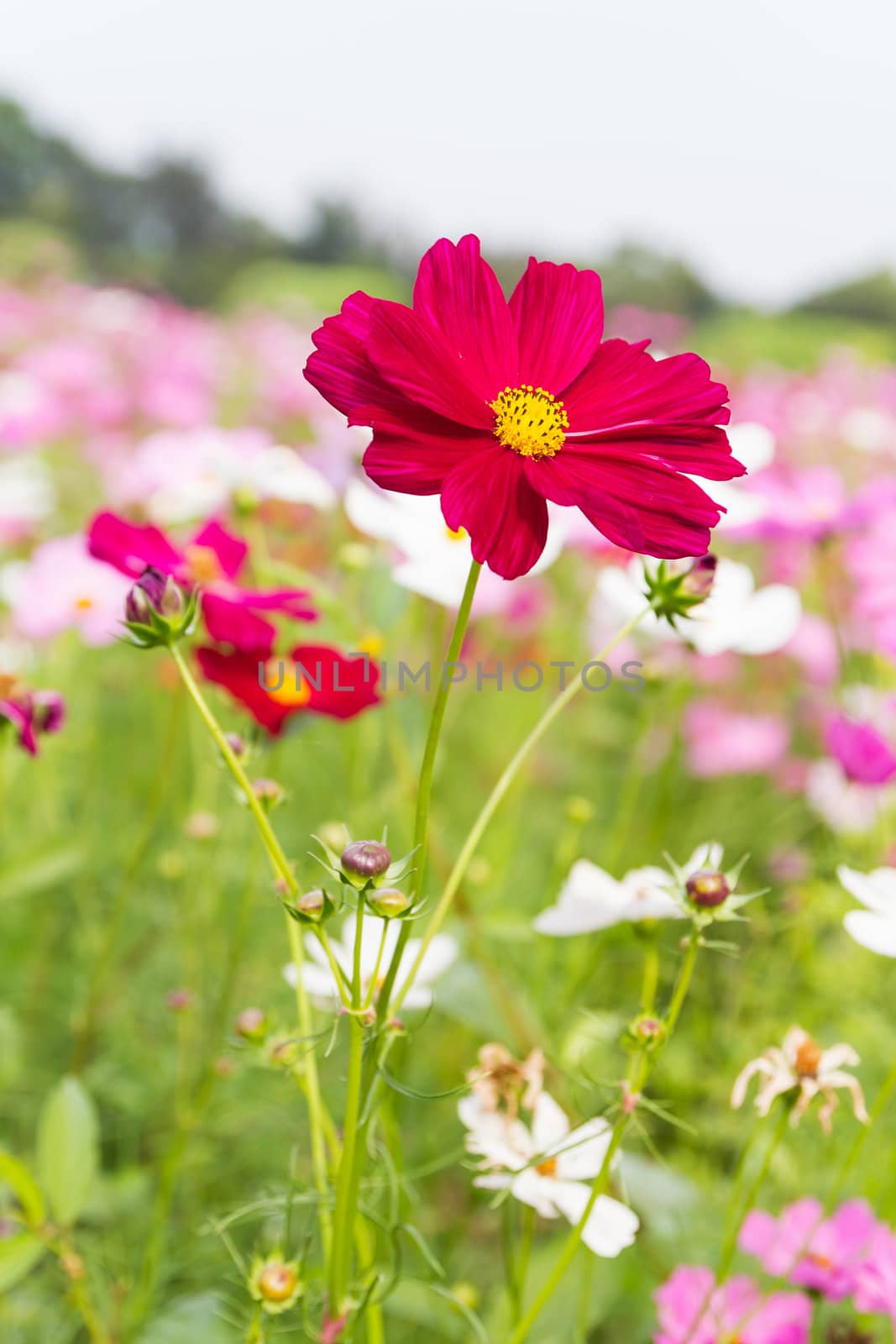Field of red cosmos flowers  in Thailand