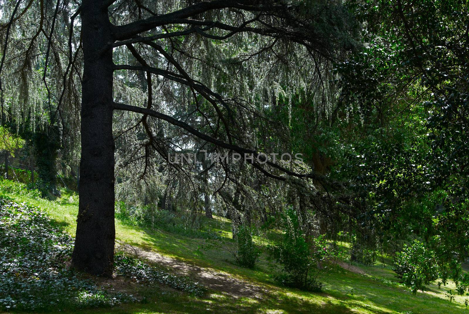 Saved natural parks in Europe trees and statues. Madrid