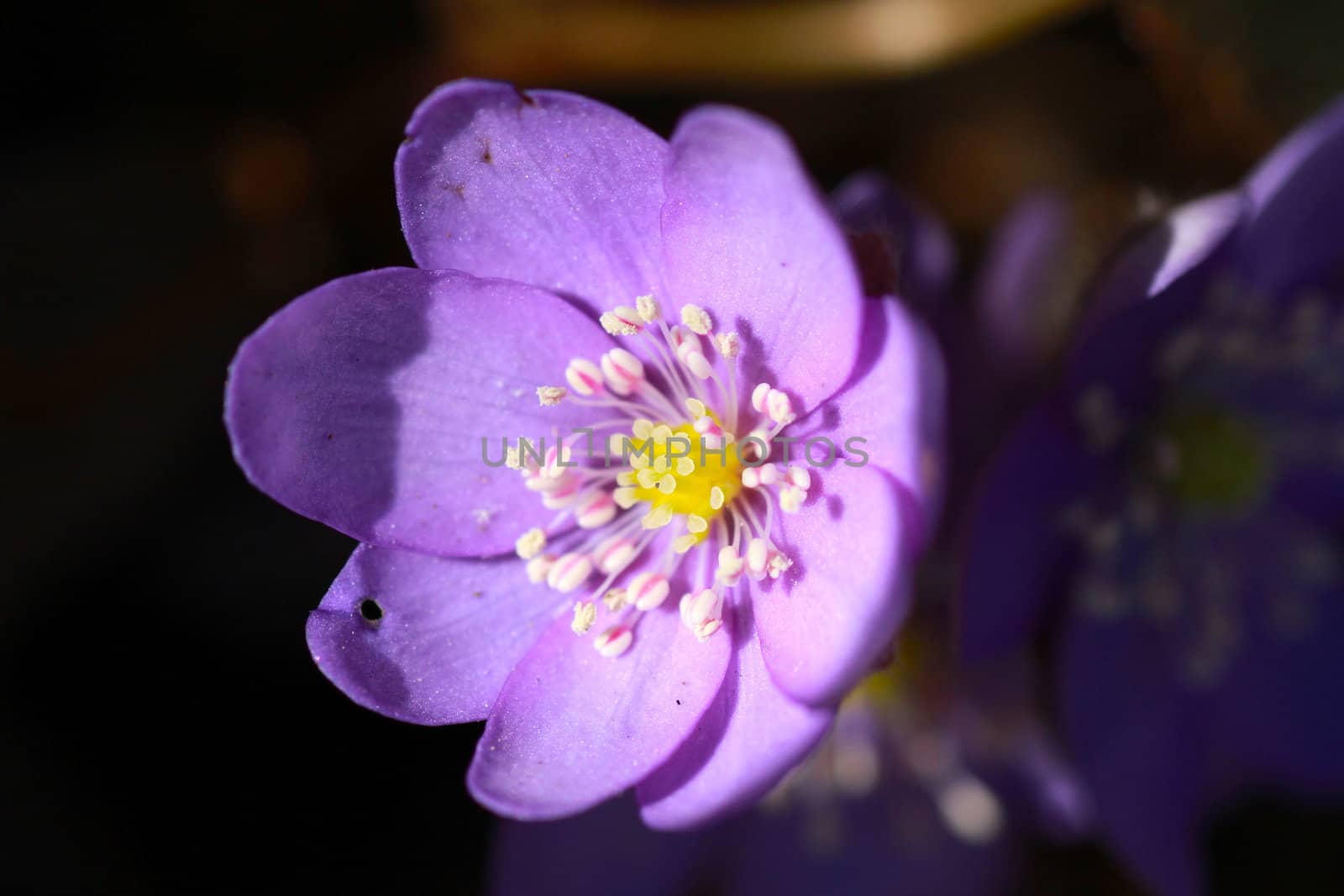 Flowering wild Anemone hepatica (Hepatica nobilis)