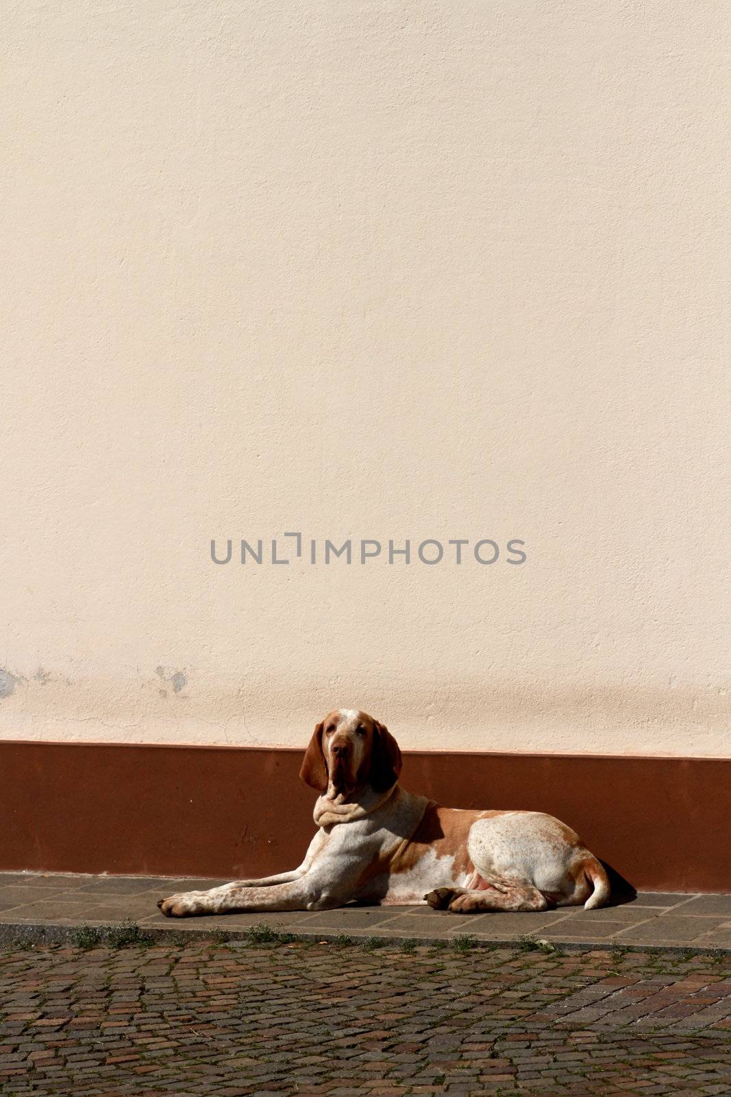 Hunting dog - italian bracco hound