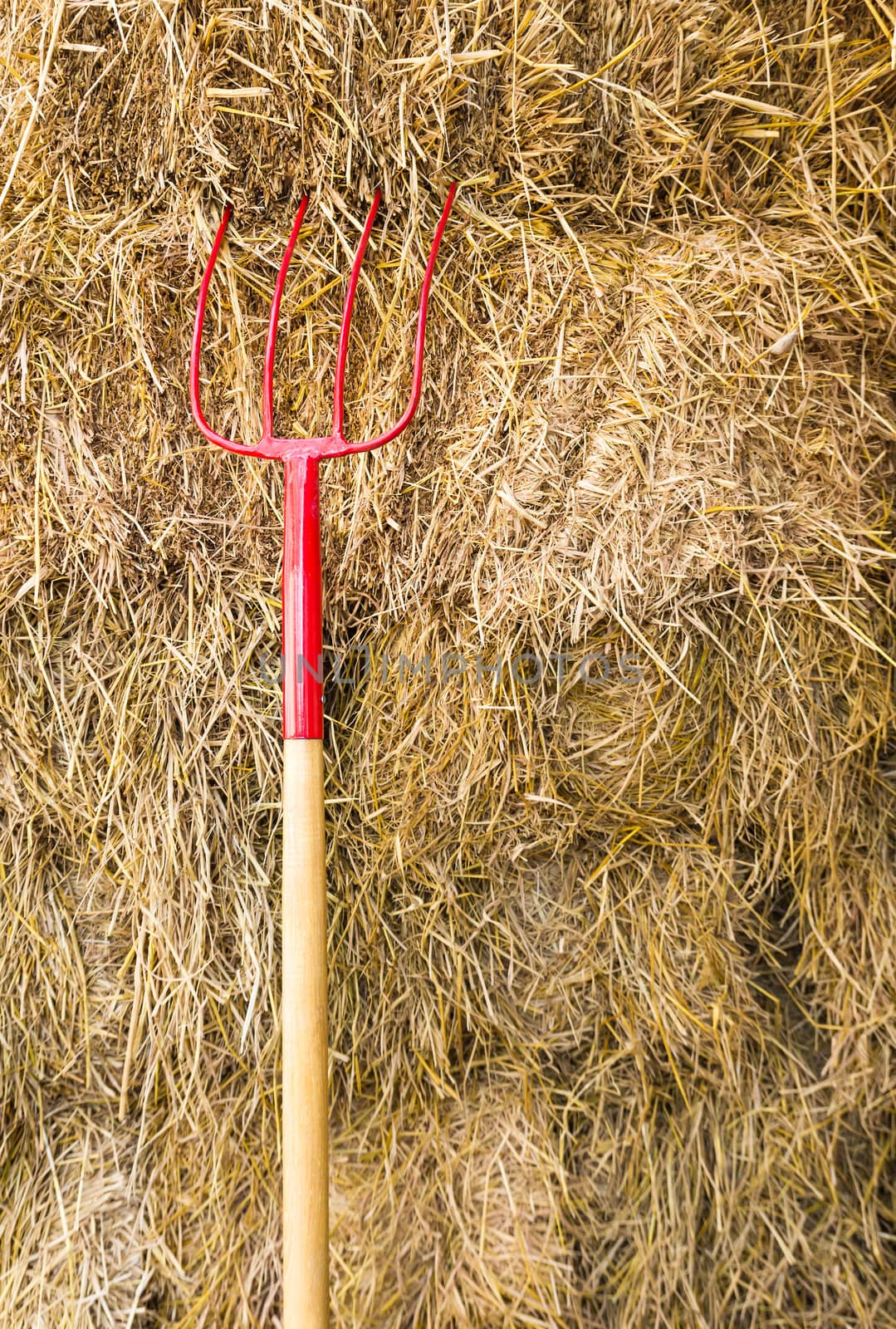 Pitchfork sit in a pile of Straw   stacked awaiting the workers.